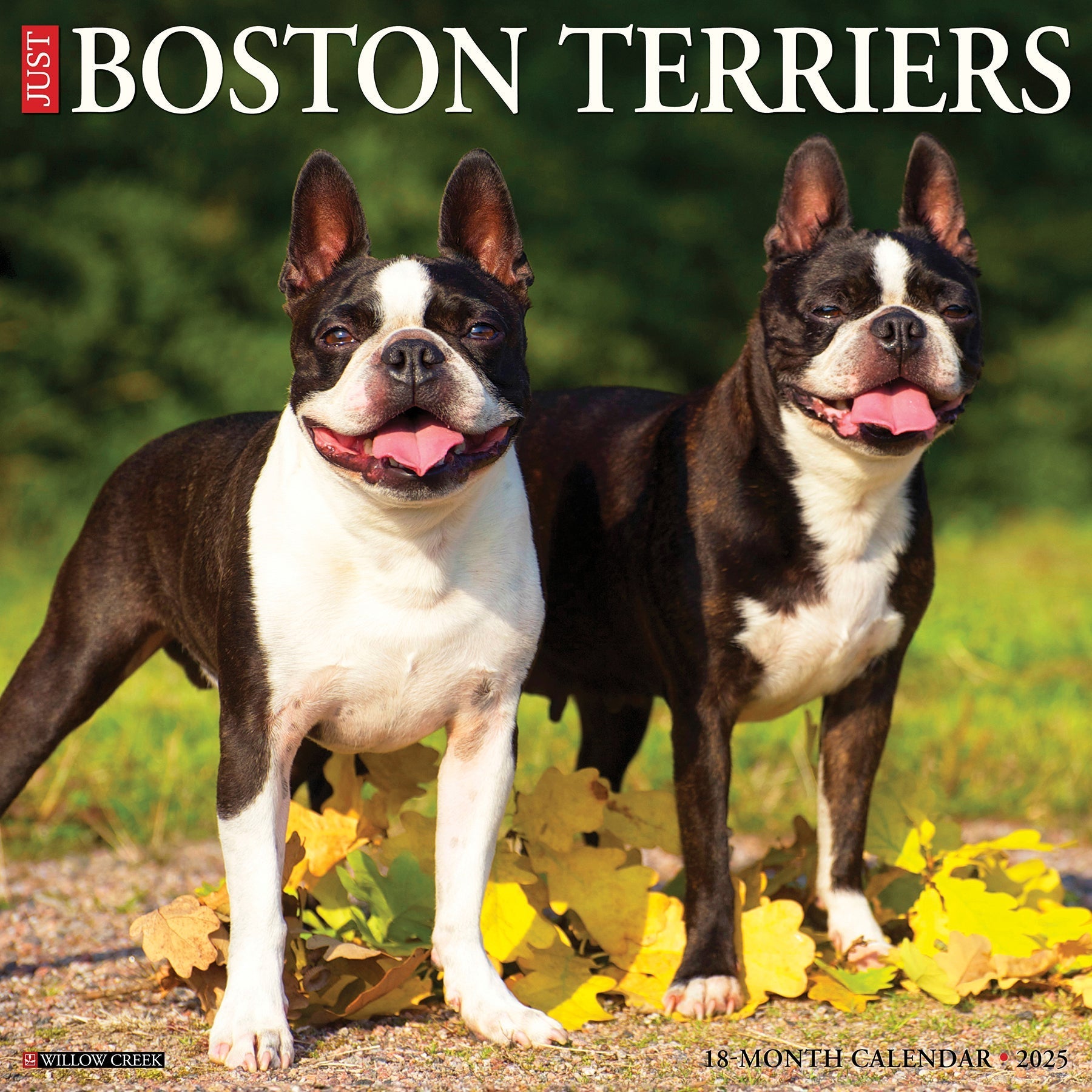 2025 Boston Terriers - Square Wall Calendar (US Only)