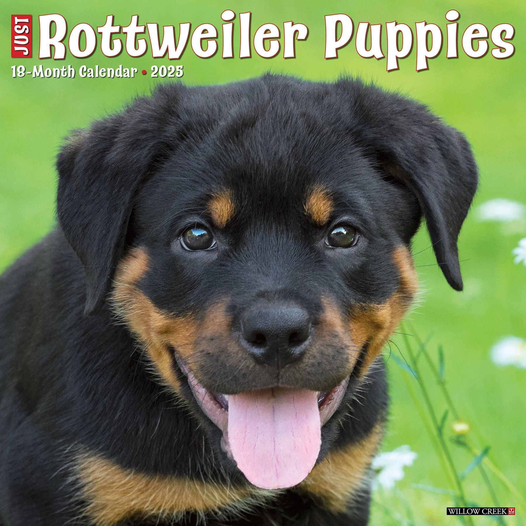 2025 Rottweiler Puppies - Square Wall Calendar (US Only)