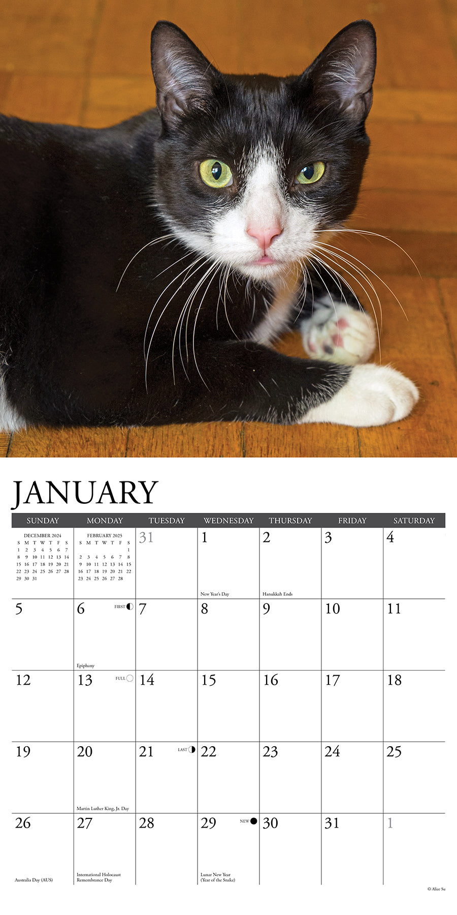 2025 Tuxedo Cats - Square Wall Calendar (US Only)