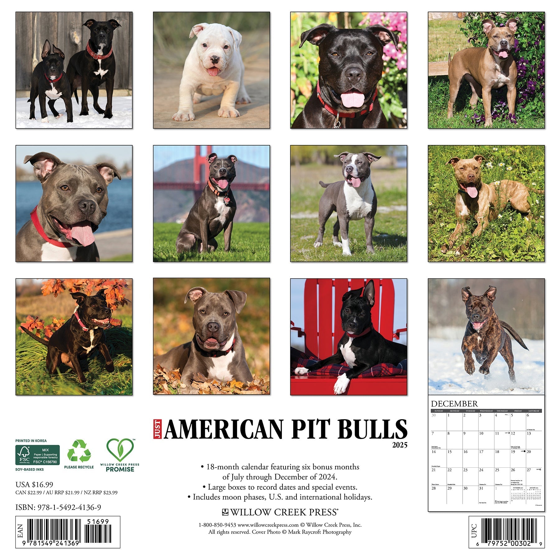 2025 American Pit Bull Terriers - Square Wall Calendar (US Only)