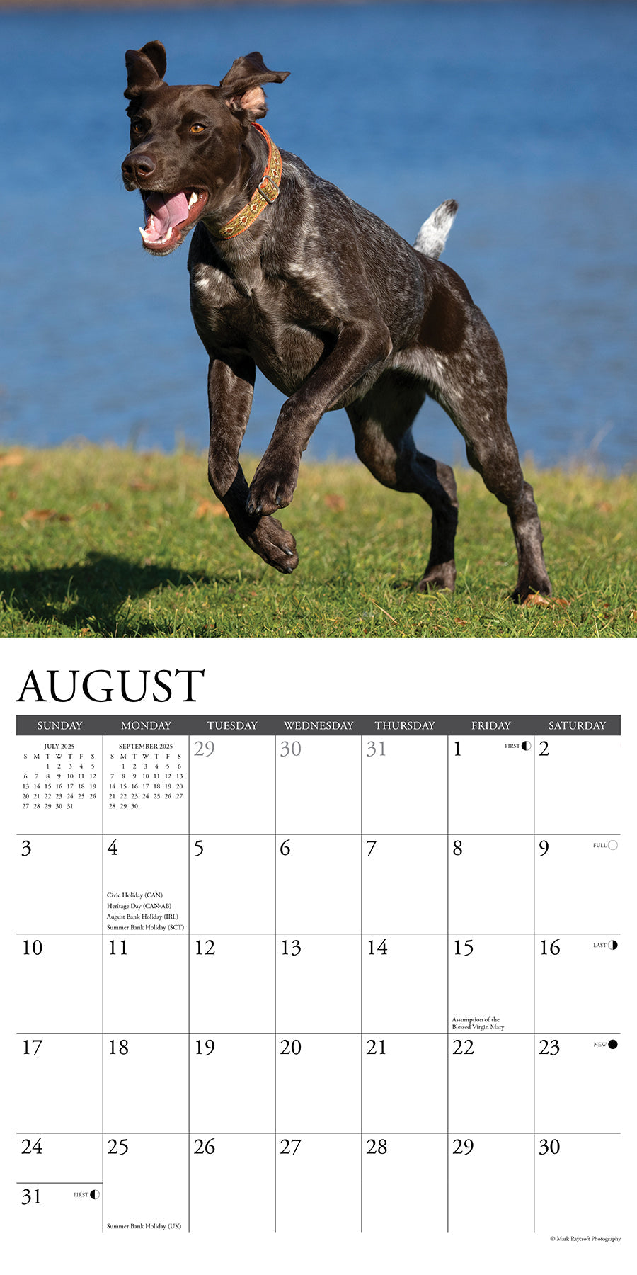 2025 German Shorthaired Pointers - Square Wall Calendar (US Only)