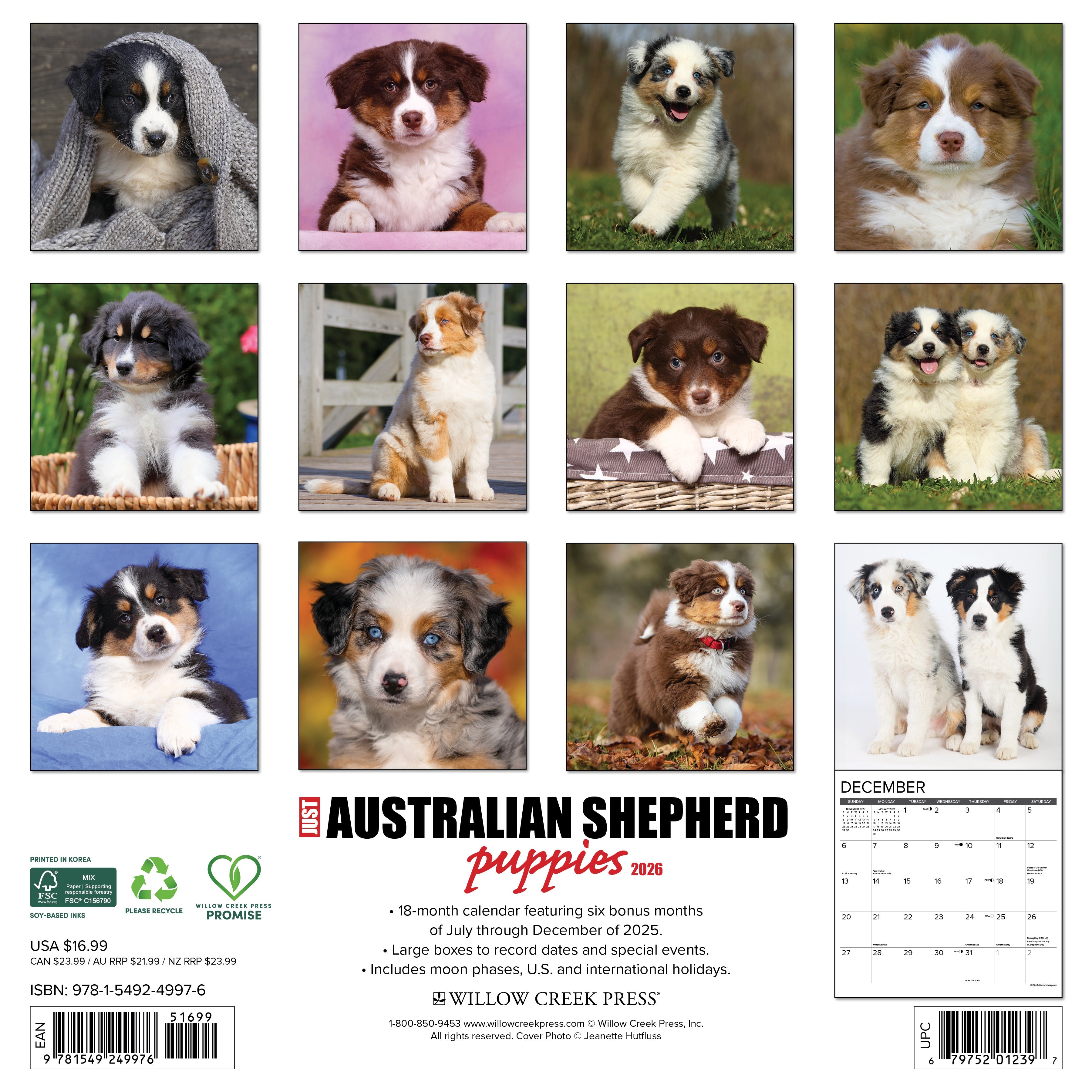 2026 Australian Shepherd Puppies - Square Wall
