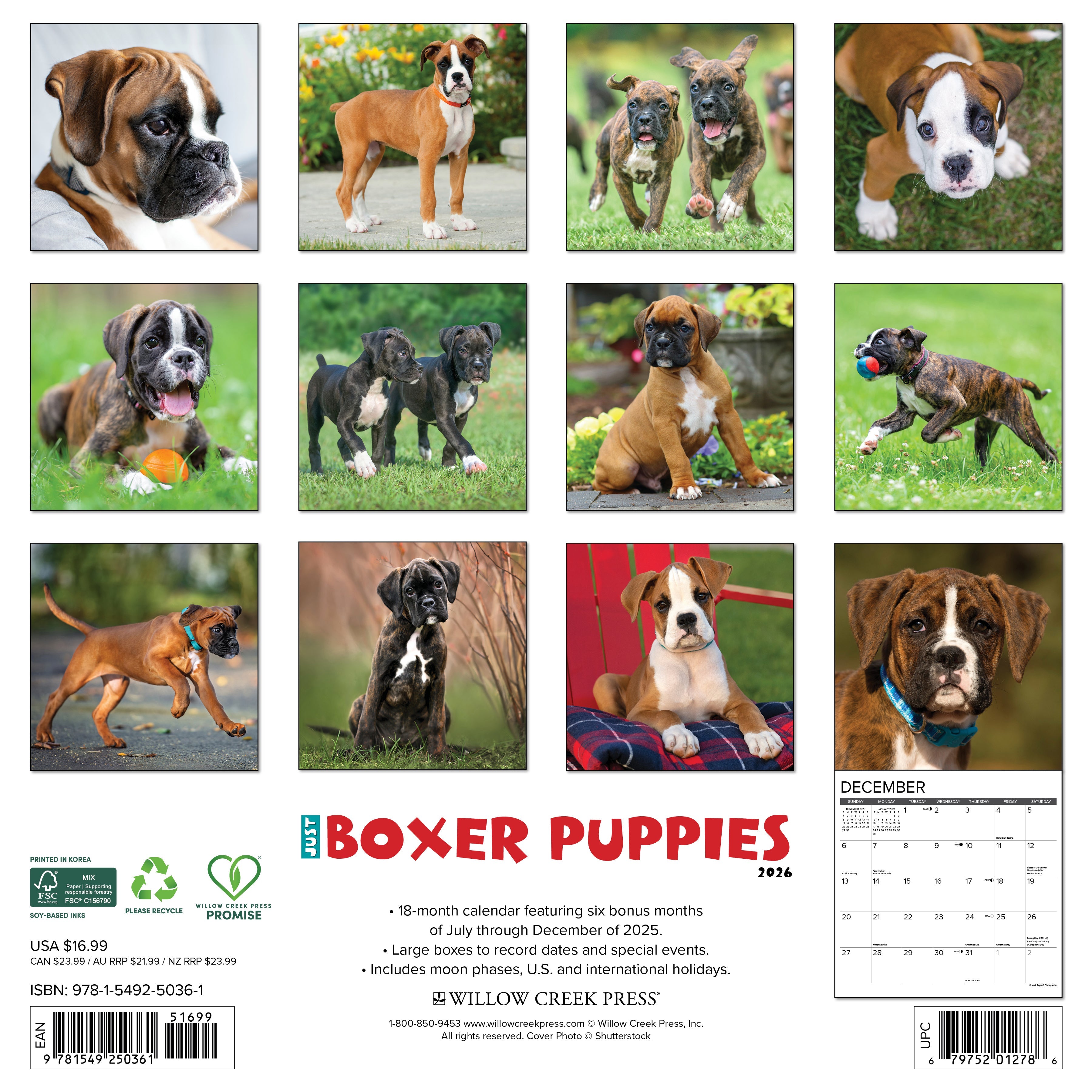 2026 Boxer Puppies - Square Wall