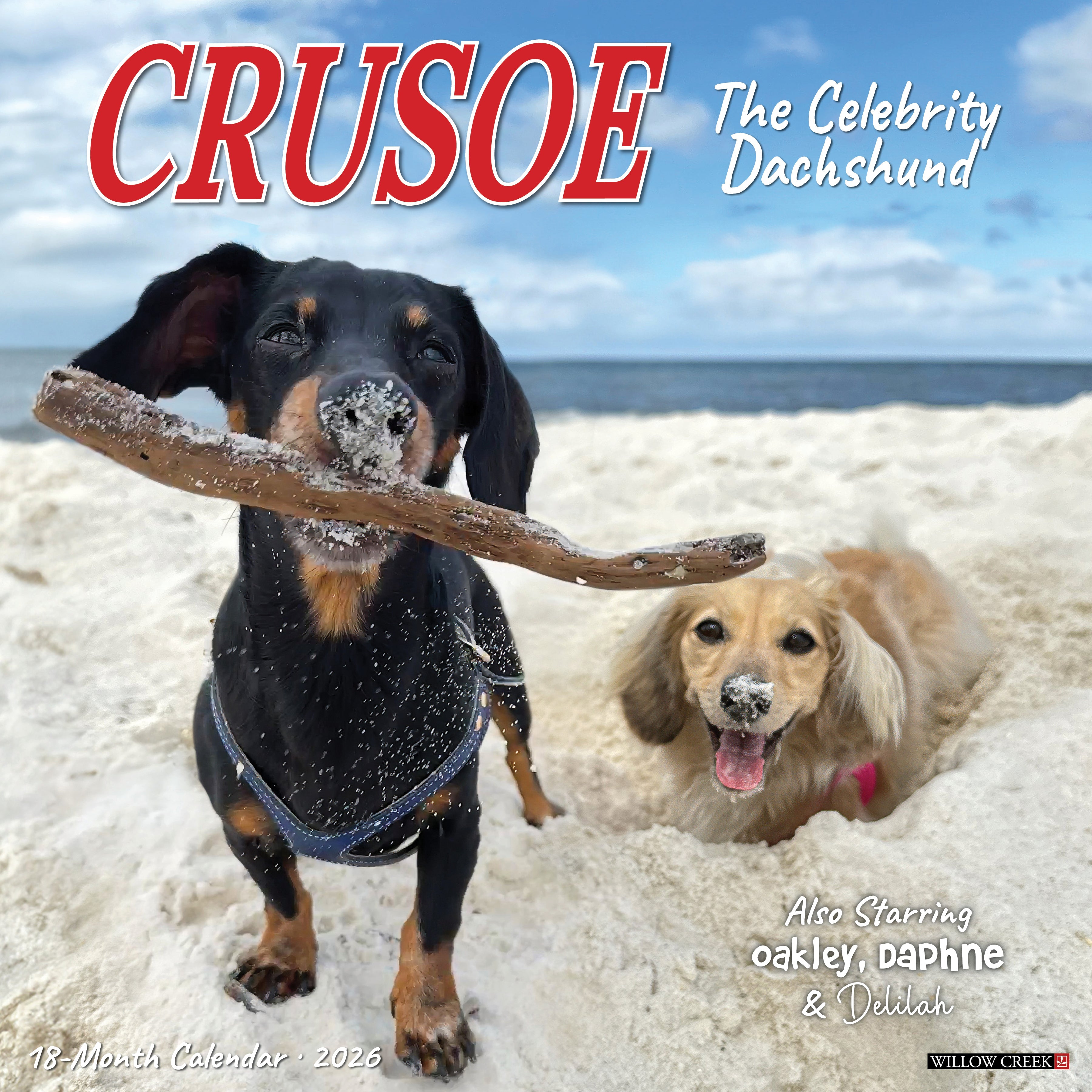 2026 Crusoe the Celebrity Dachshund - Square Wall