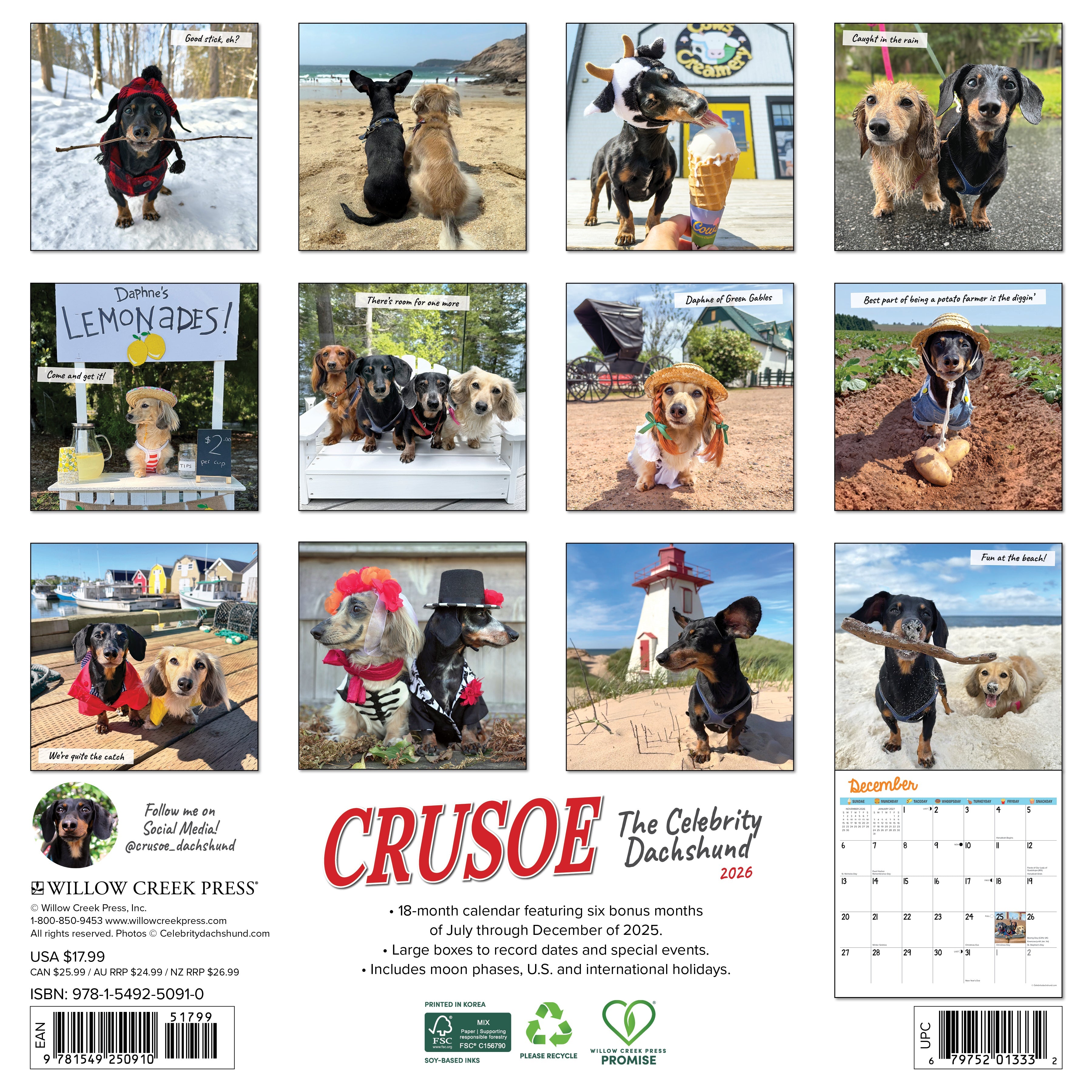 2026 Crusoe the Celebrity Dachshund - Square Wall