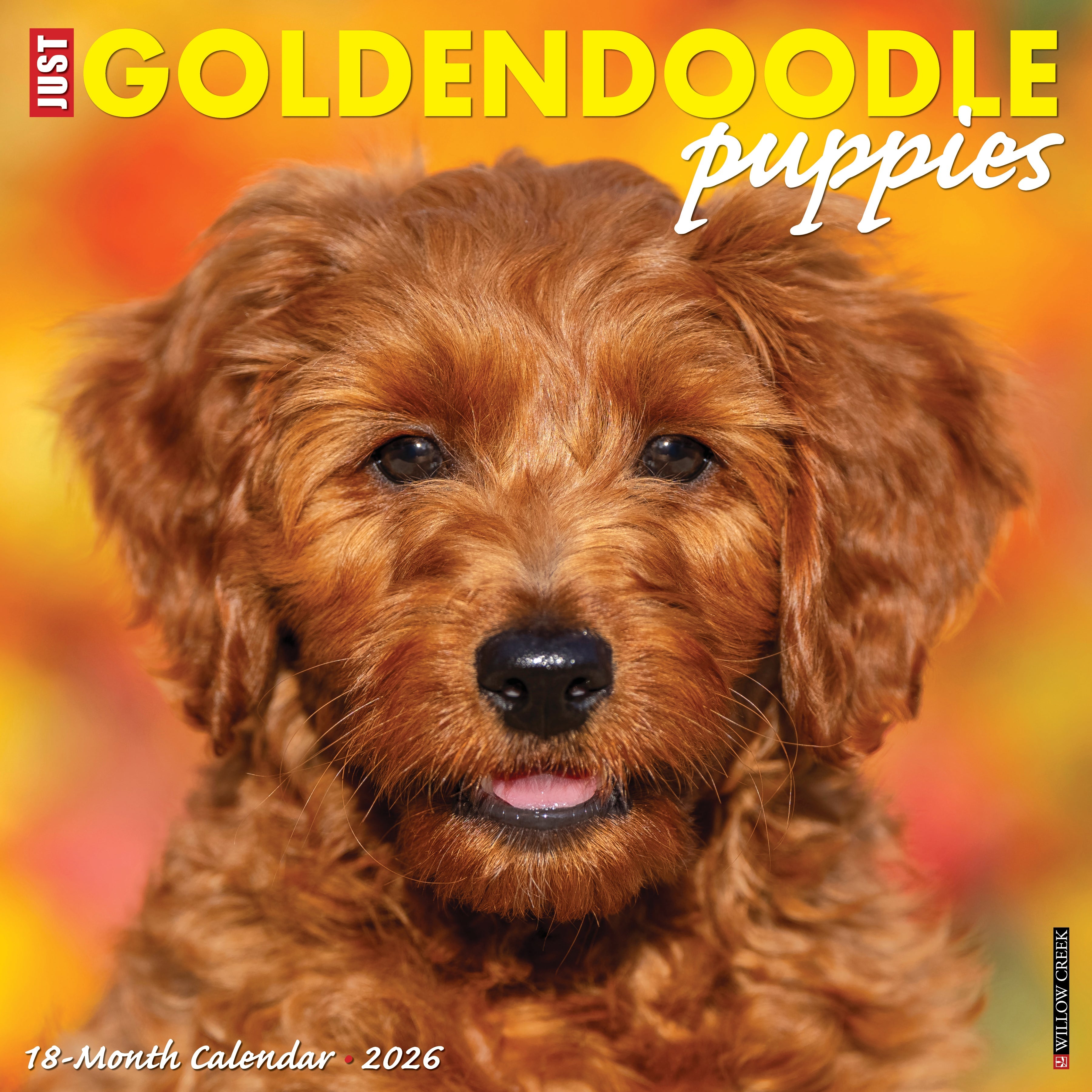 2026 Goldendoodle Puppies - Square Wall