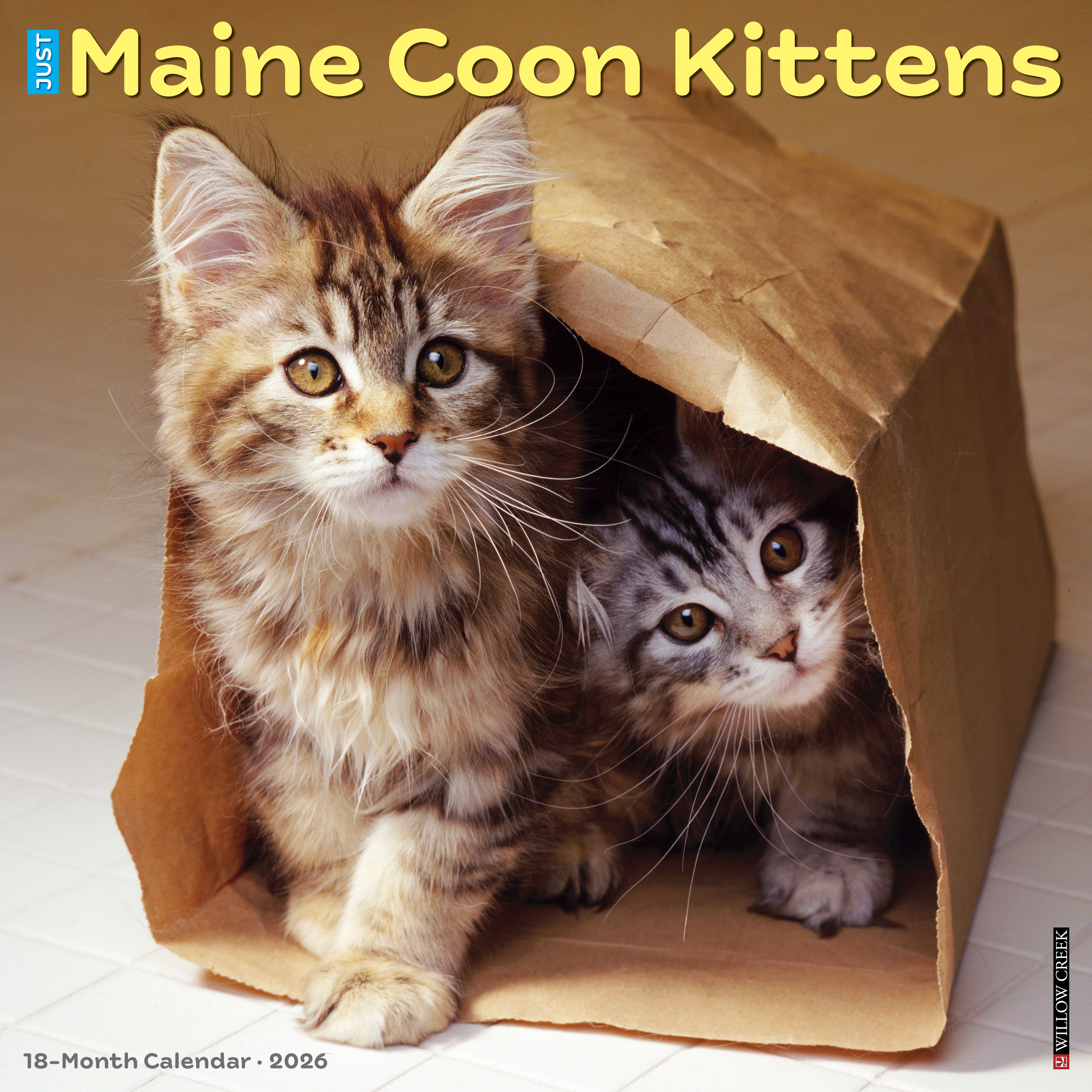 2026 Maine Coon Kittens - Square Wall