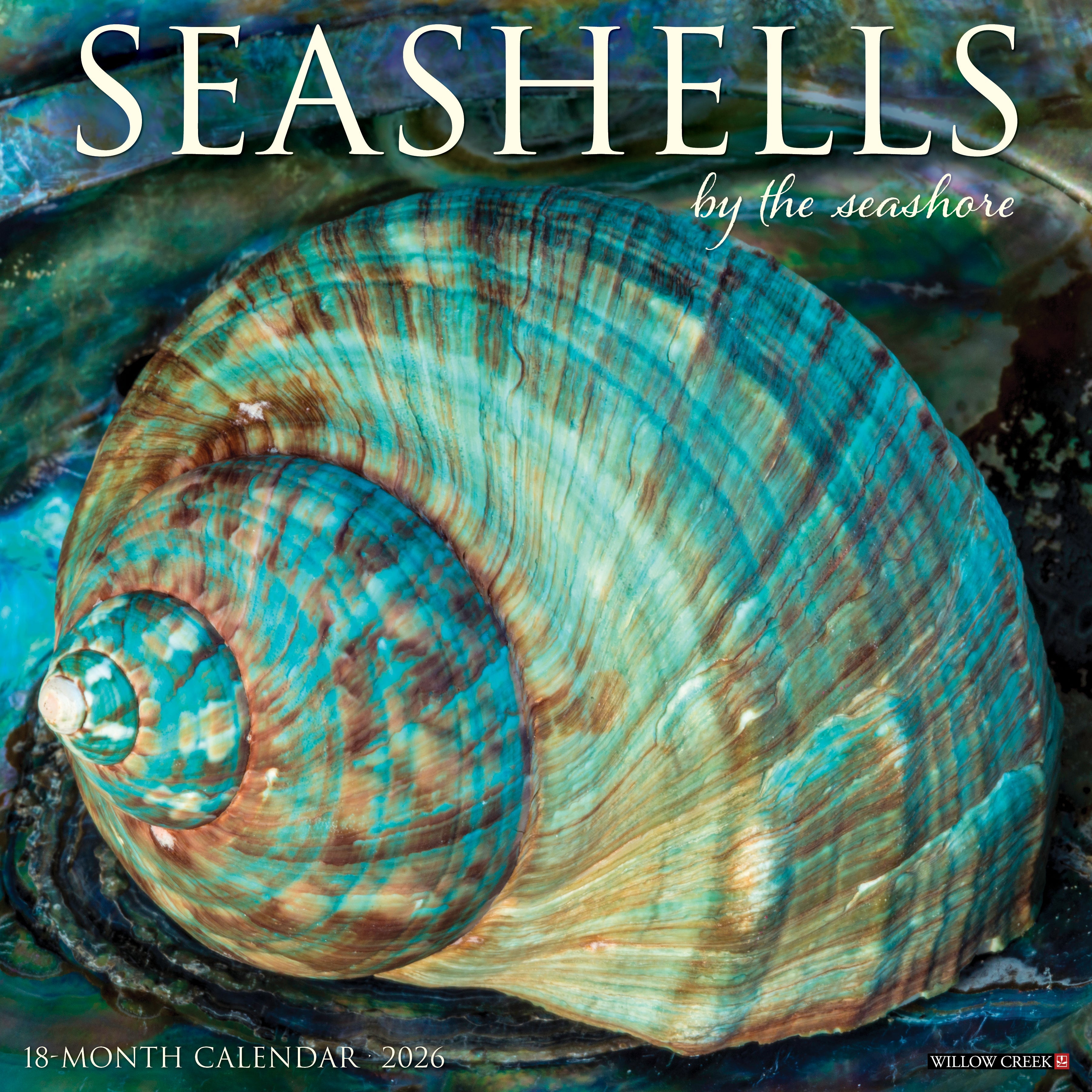 2026 Seashells - Square Wall