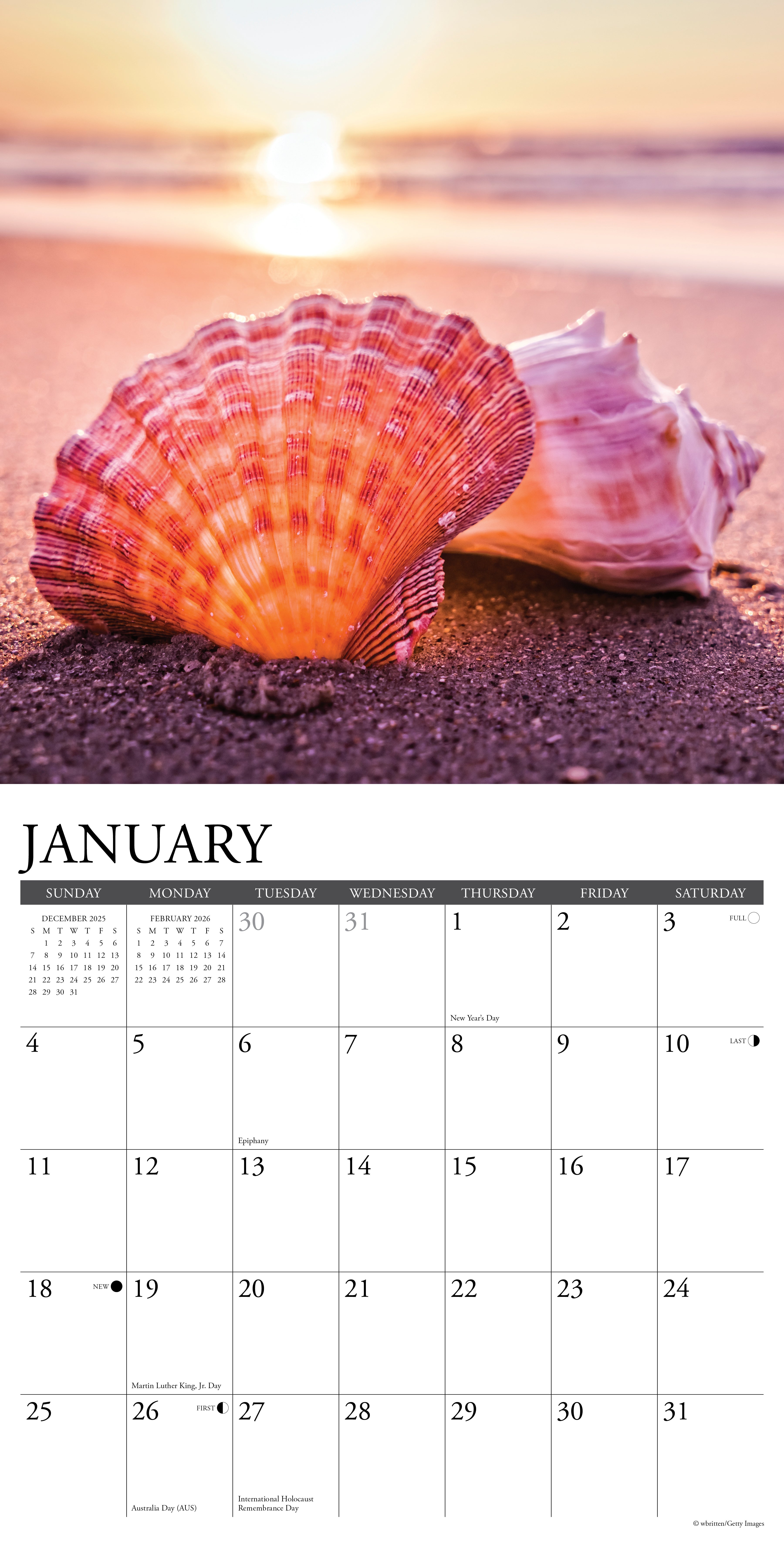 2026 Seashells - Square Wall