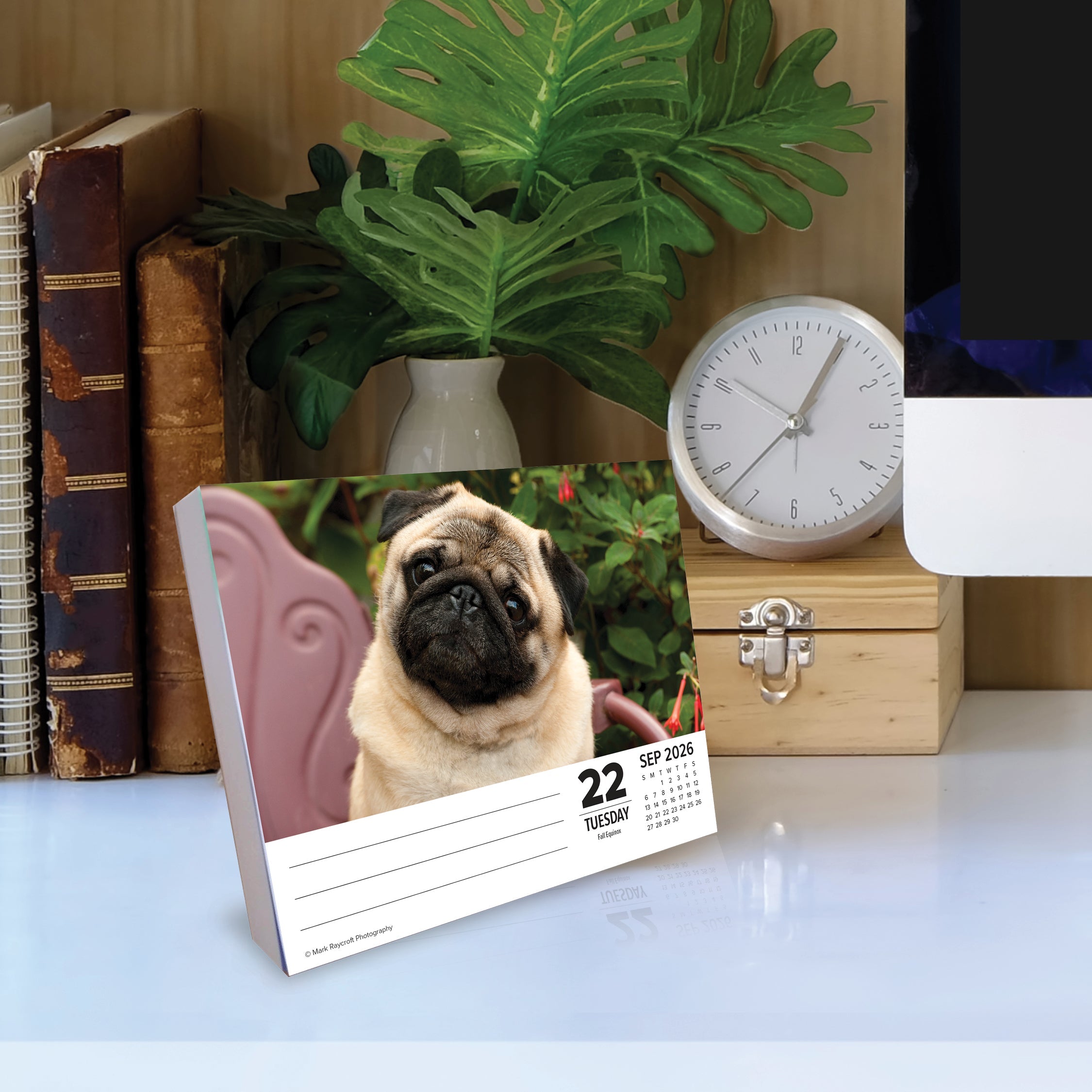 2026 Pugs - Boxed Page-A-Day