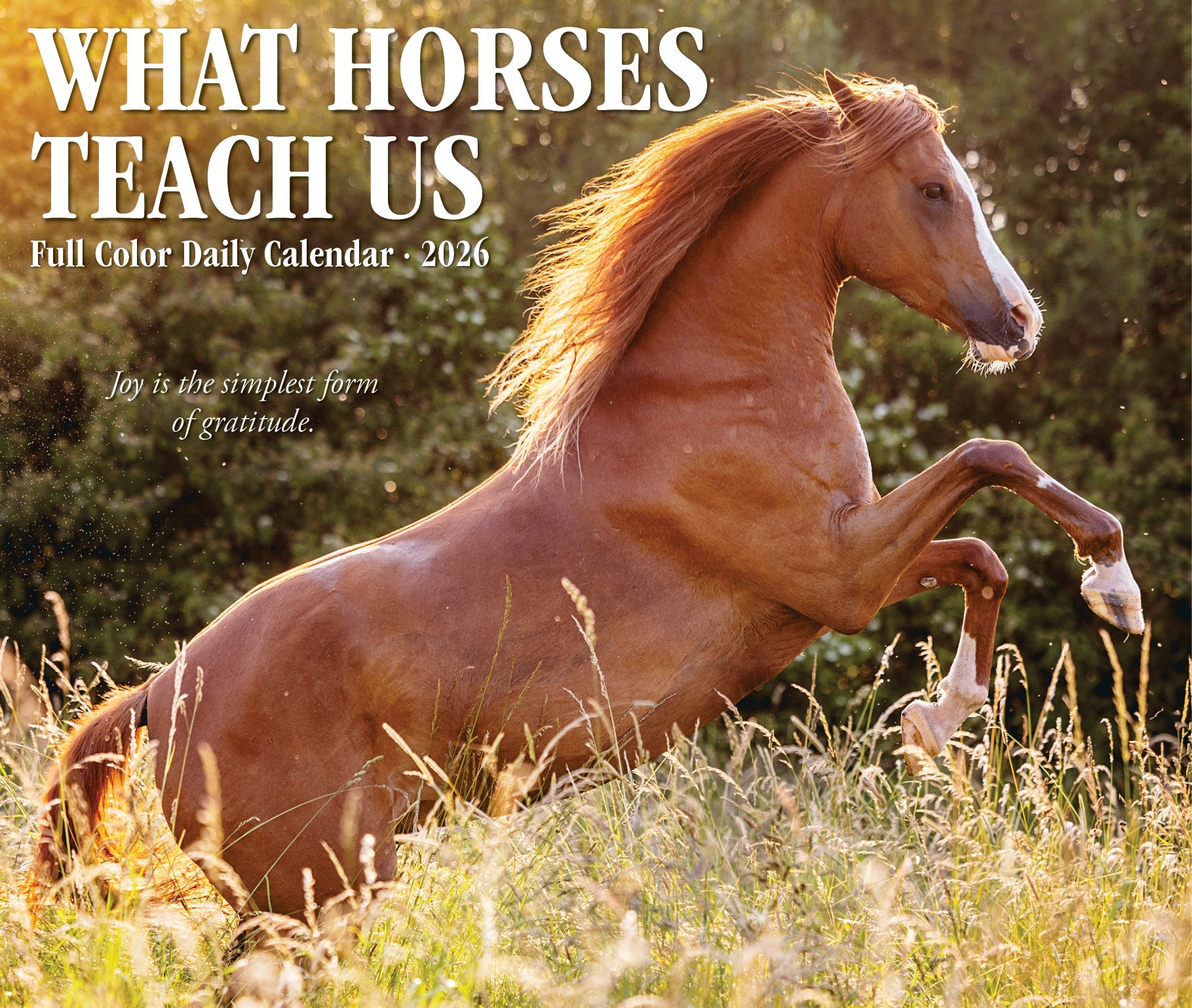 2026 What Horses Teach Us - Boxed Page-A-Day