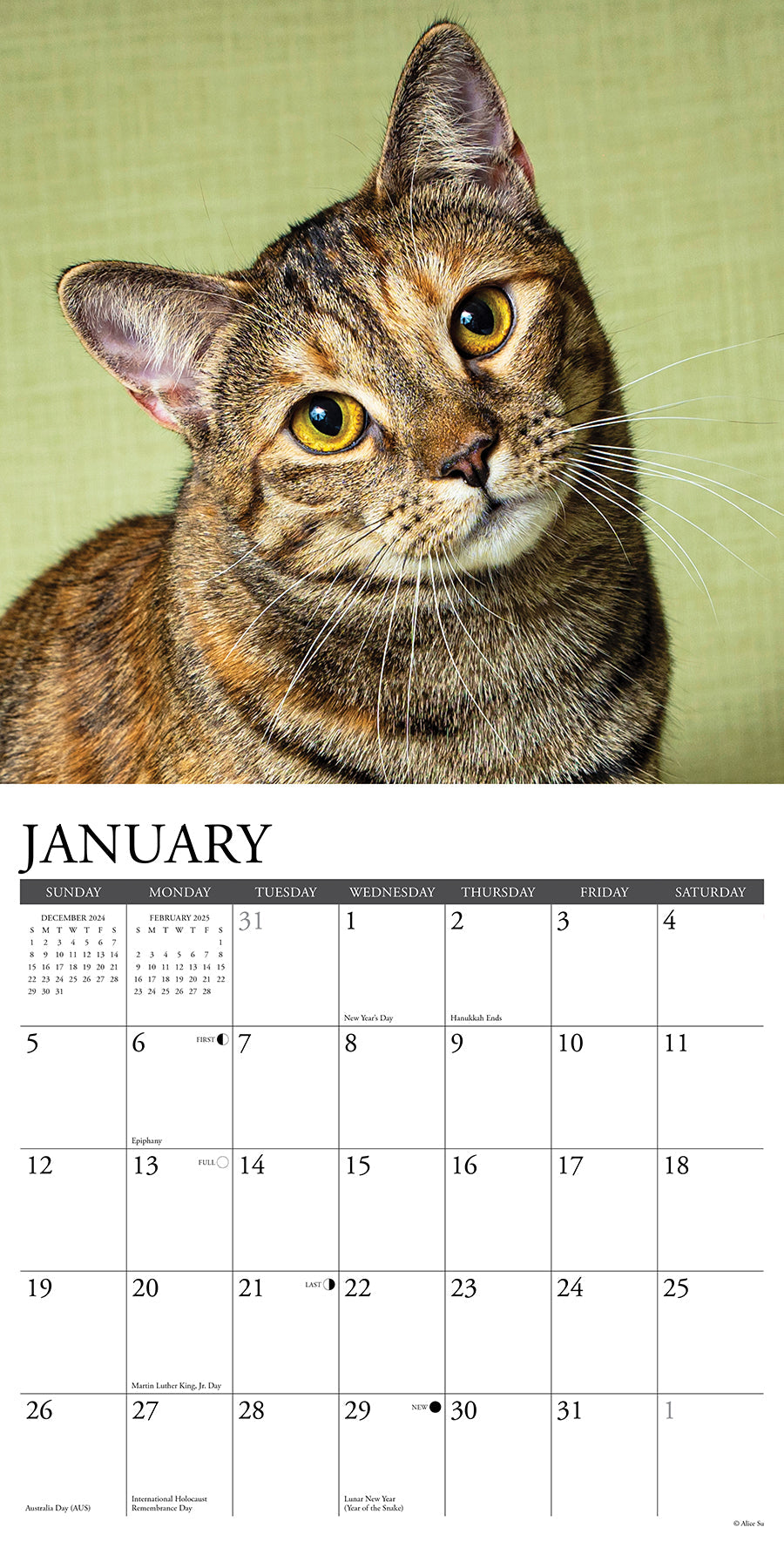 2025 Tabby Cats - Square Wall Calendar (US Only)