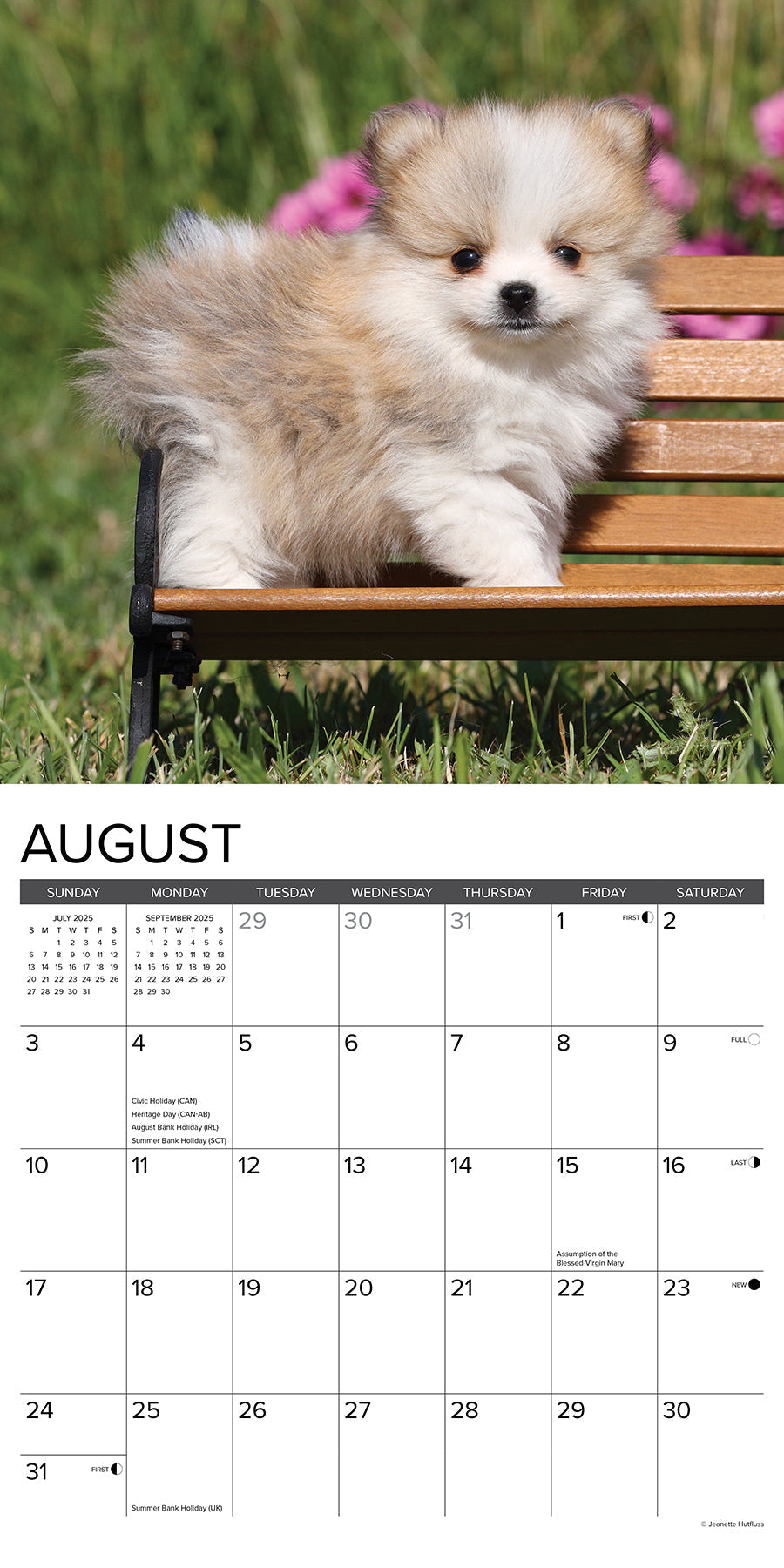 2025 Pomeranian Puppies - Square Wall Calendar (US Only)