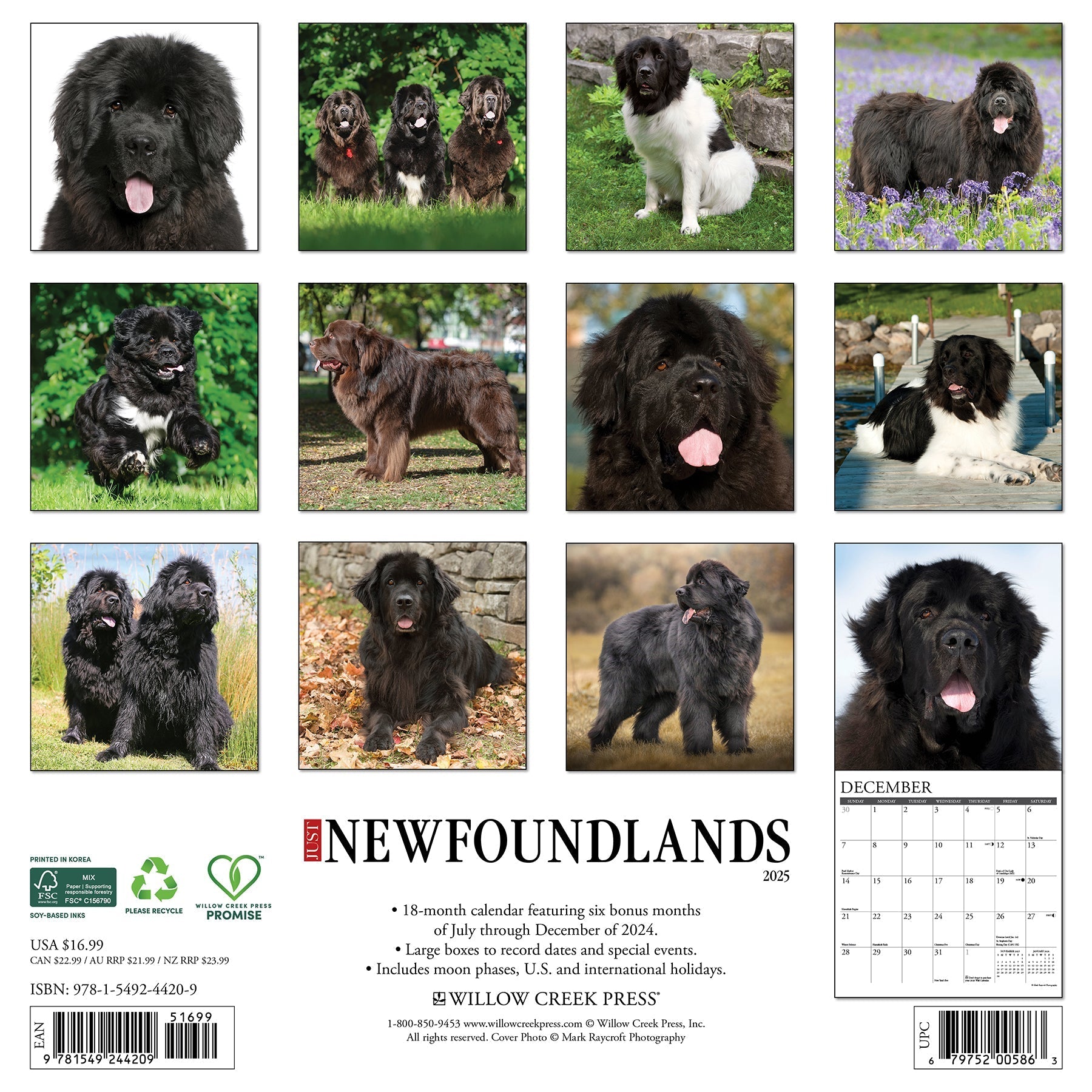 2025 Newfoundlands - Square Wall Calendar (US Only)