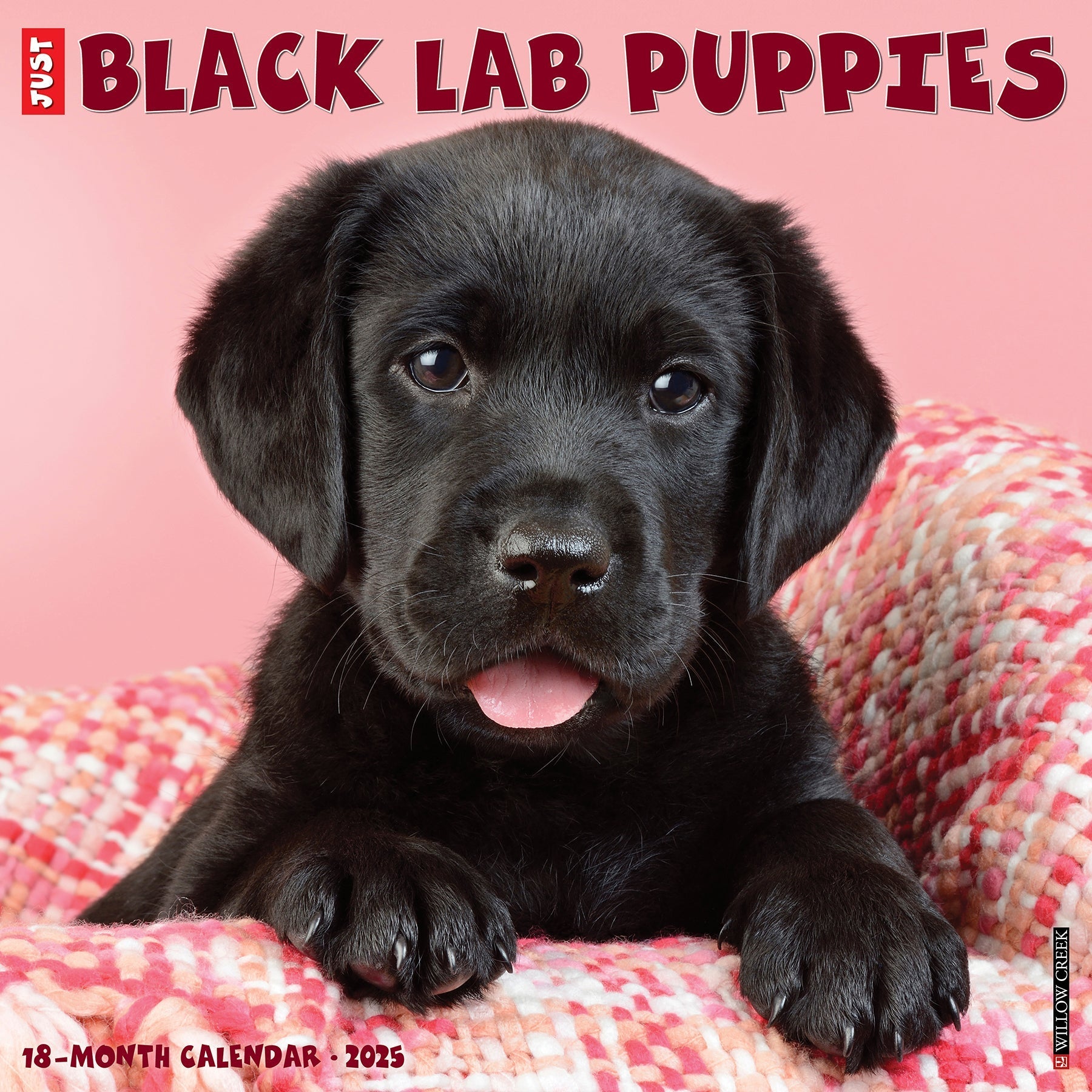 2025 Black Lab Puppies - Square Wall Calendar (US Only)