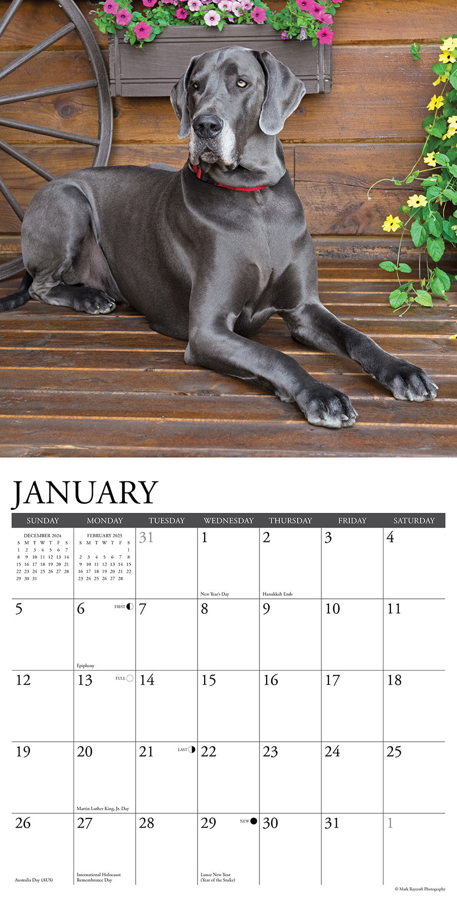 2025 Great Danes - Square Wall Calendar (US Only)