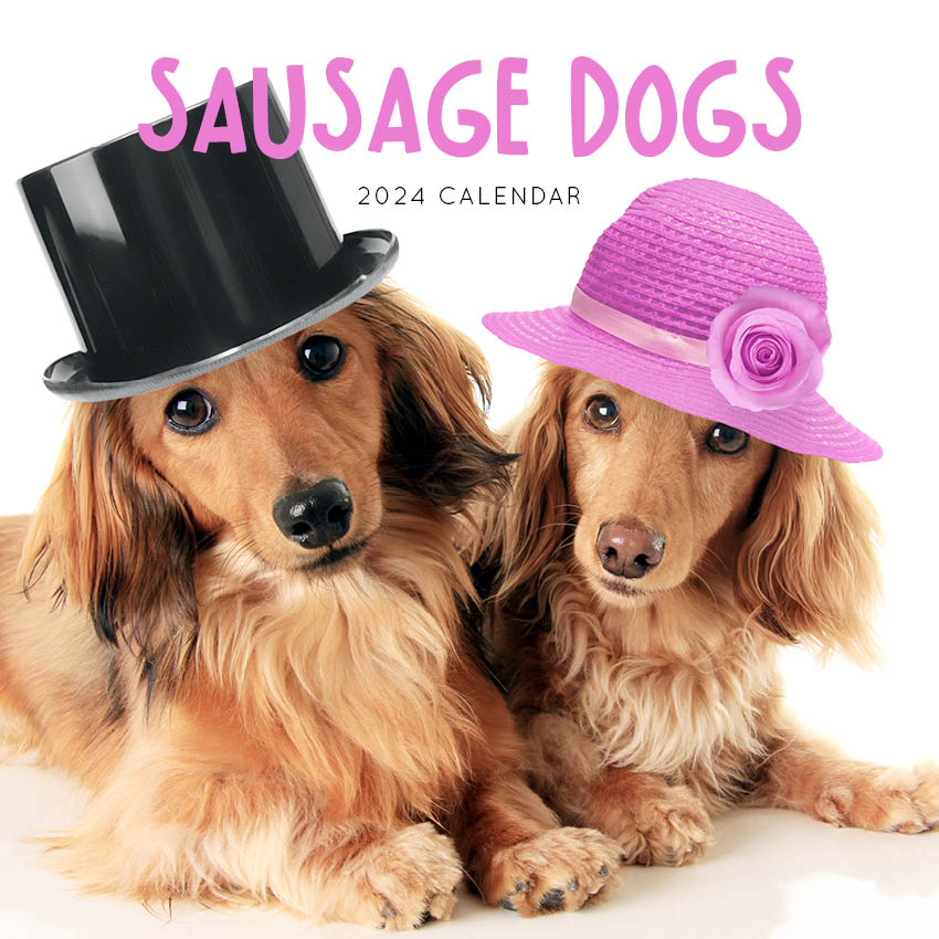 2024 Sausage Dogs - Square Wall Calendar