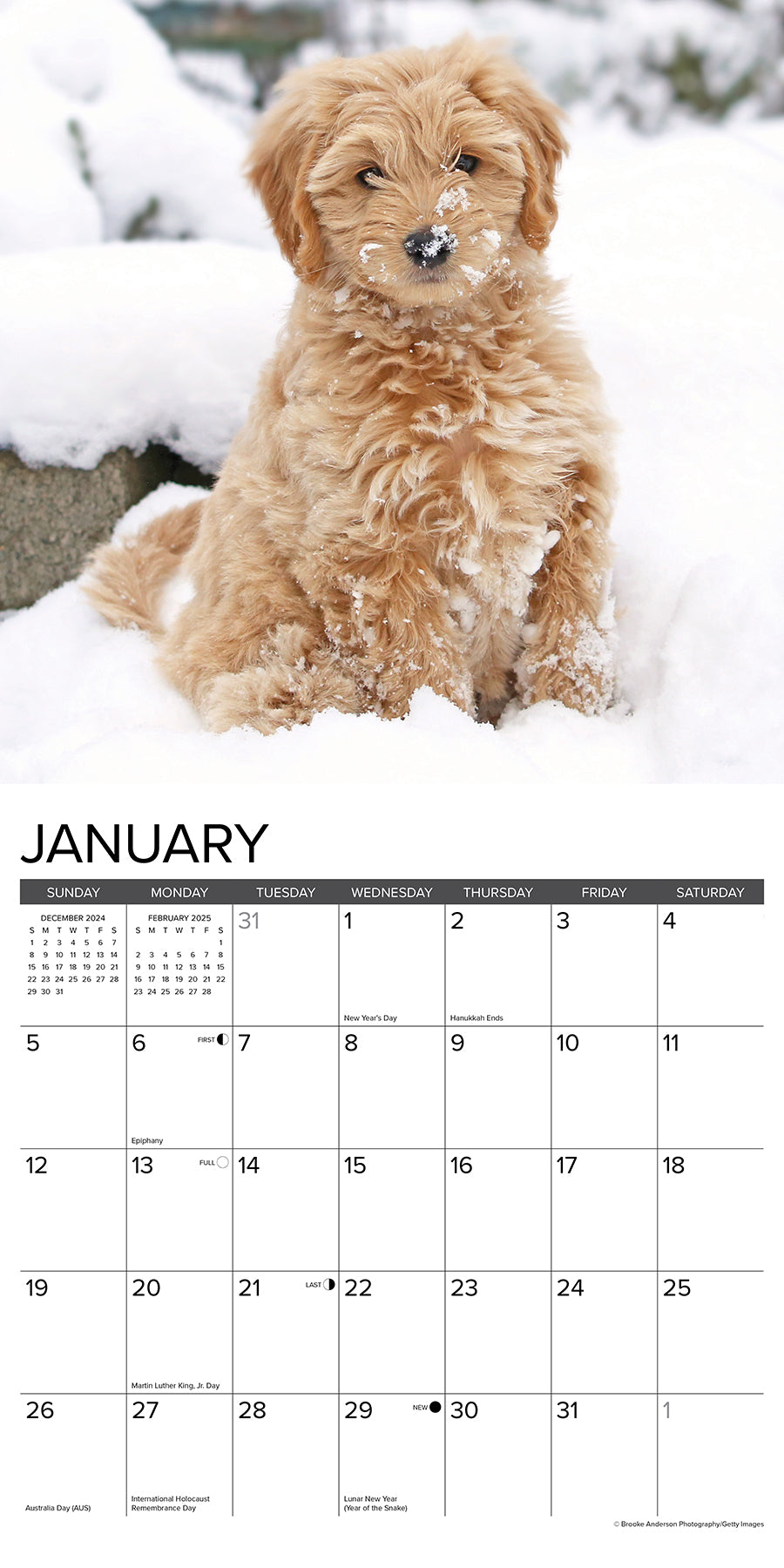 2025 Goldendoodle Puppies - Square Wall Calendar (US Only)