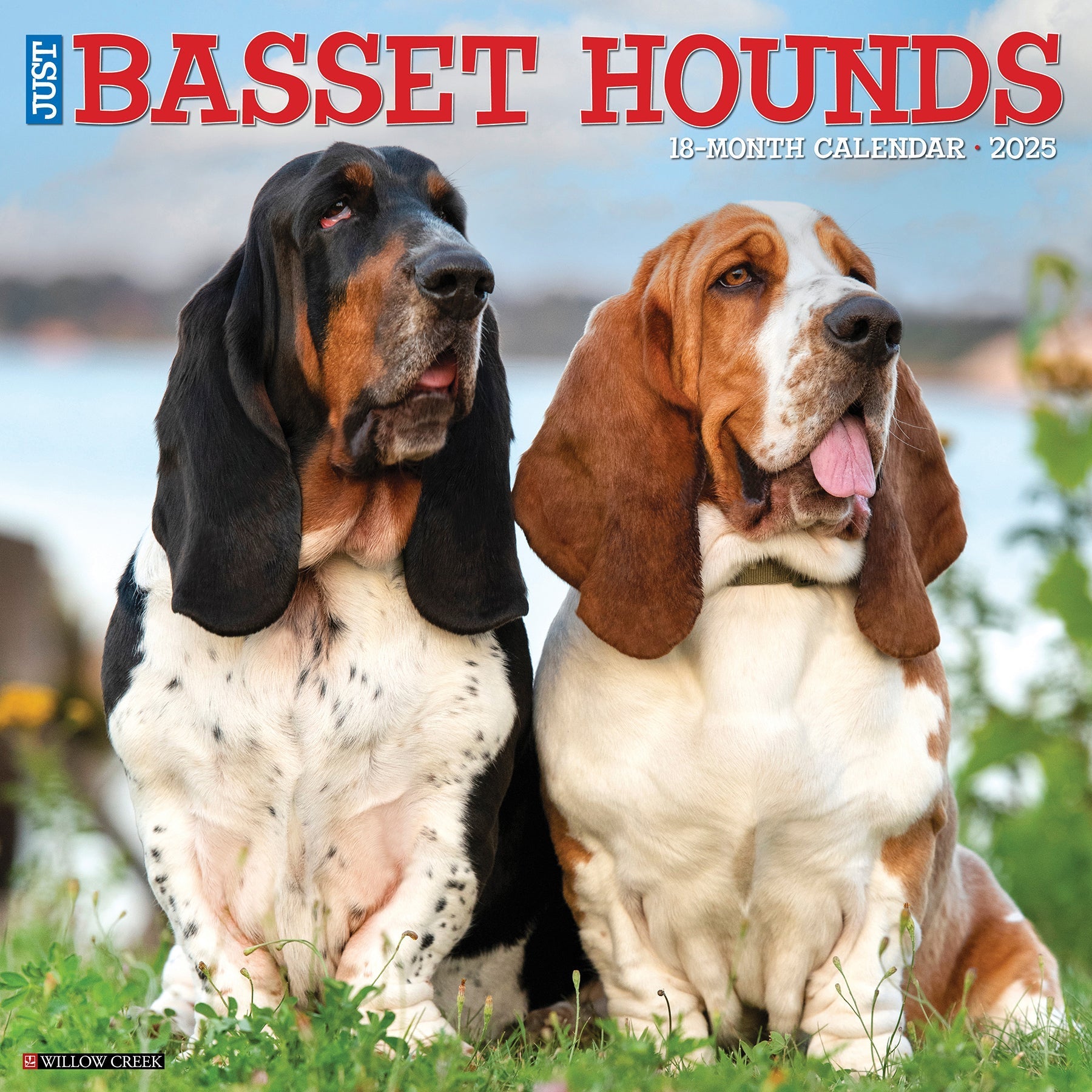 2025 Basset Hounds - Square Wall Calendar (US Only)