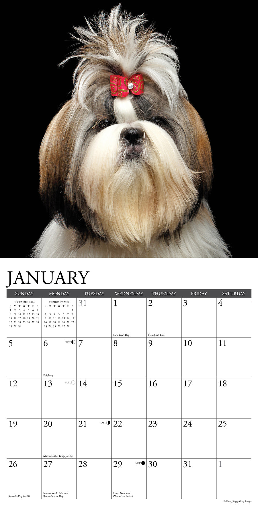 2025 Shih Tzus - Square Wall Calendar (US Only)