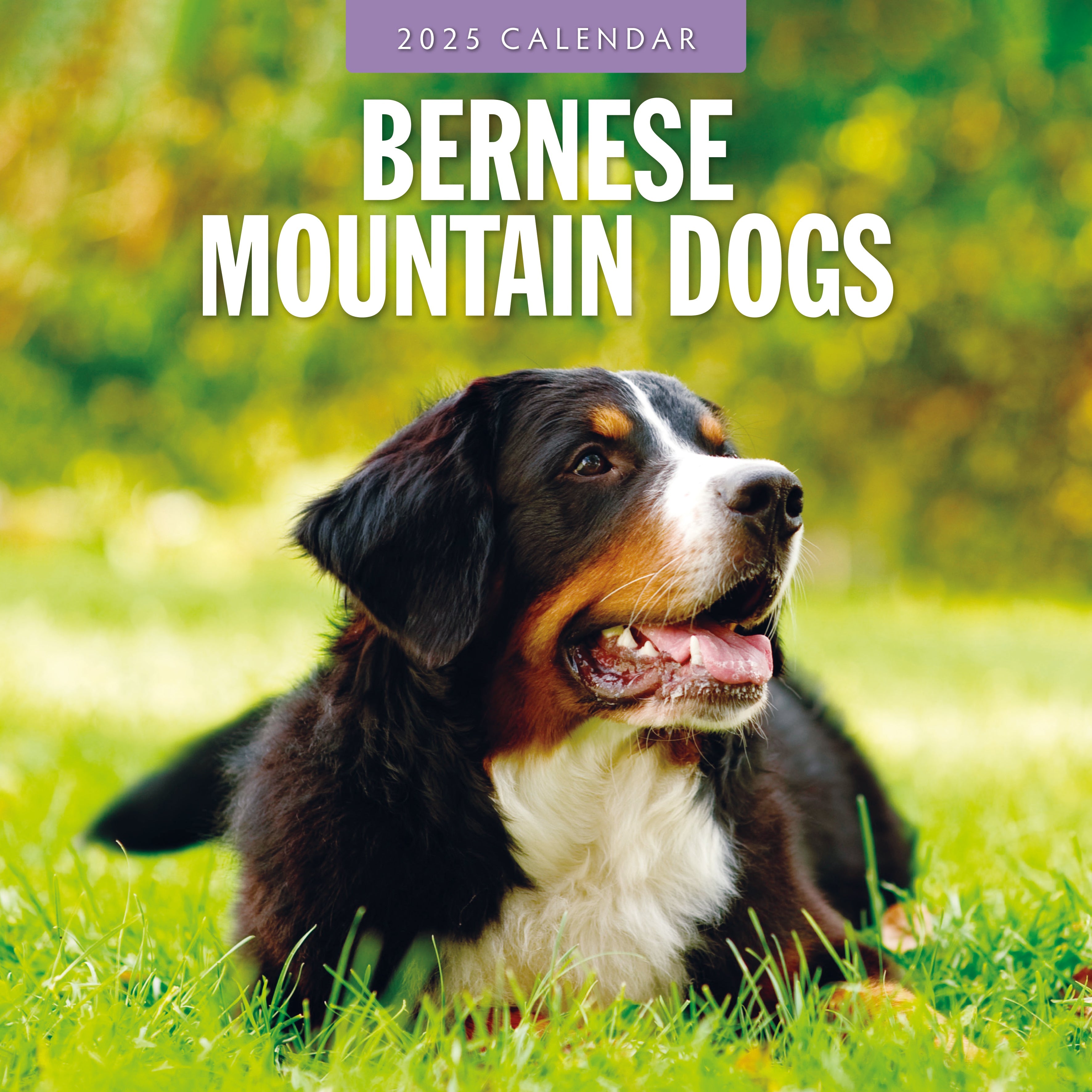 2025 Bernese Mountain Dogs - Square Wall Calendar