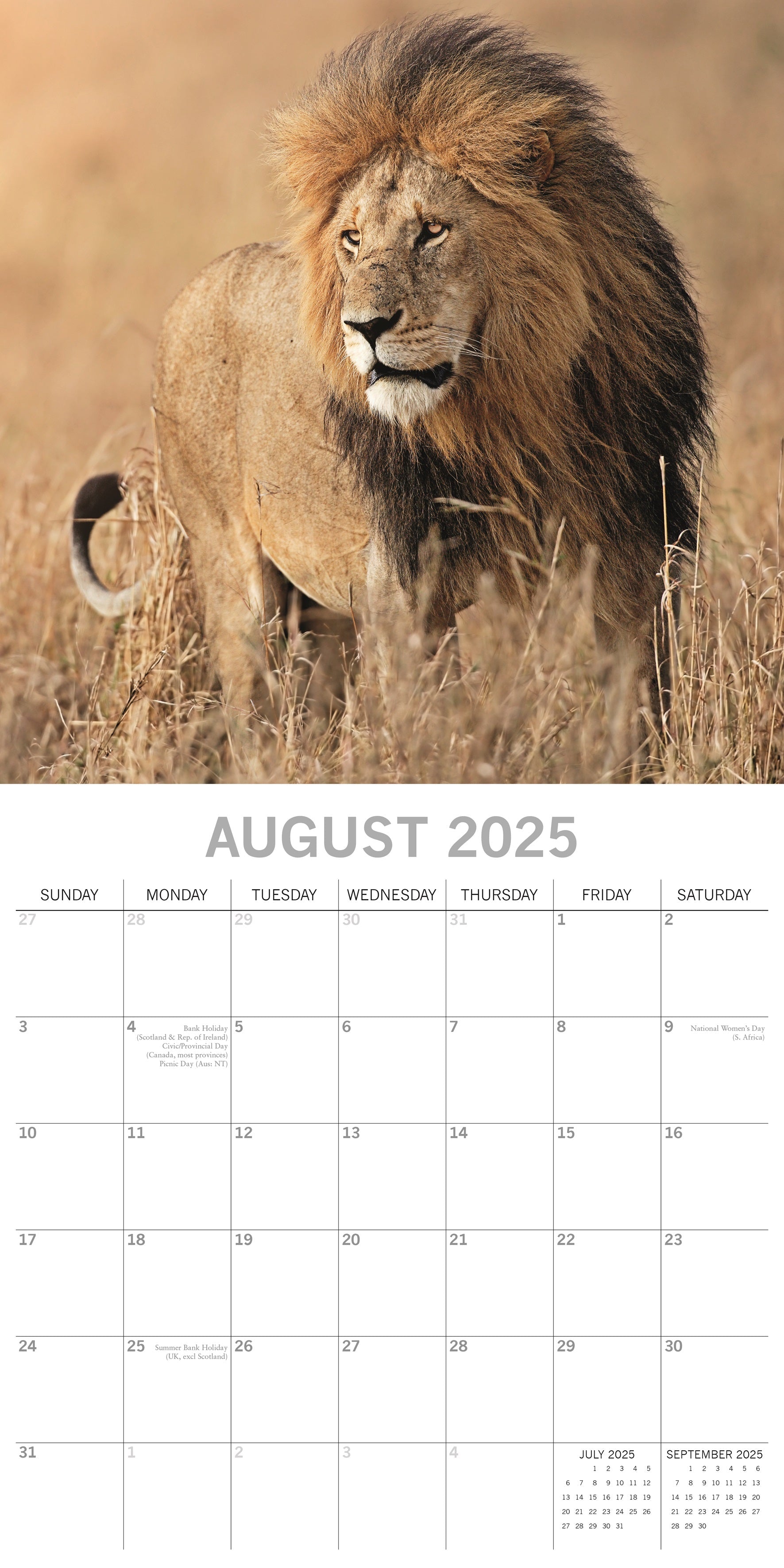 2025 Big Cats - Square Wall Calendar