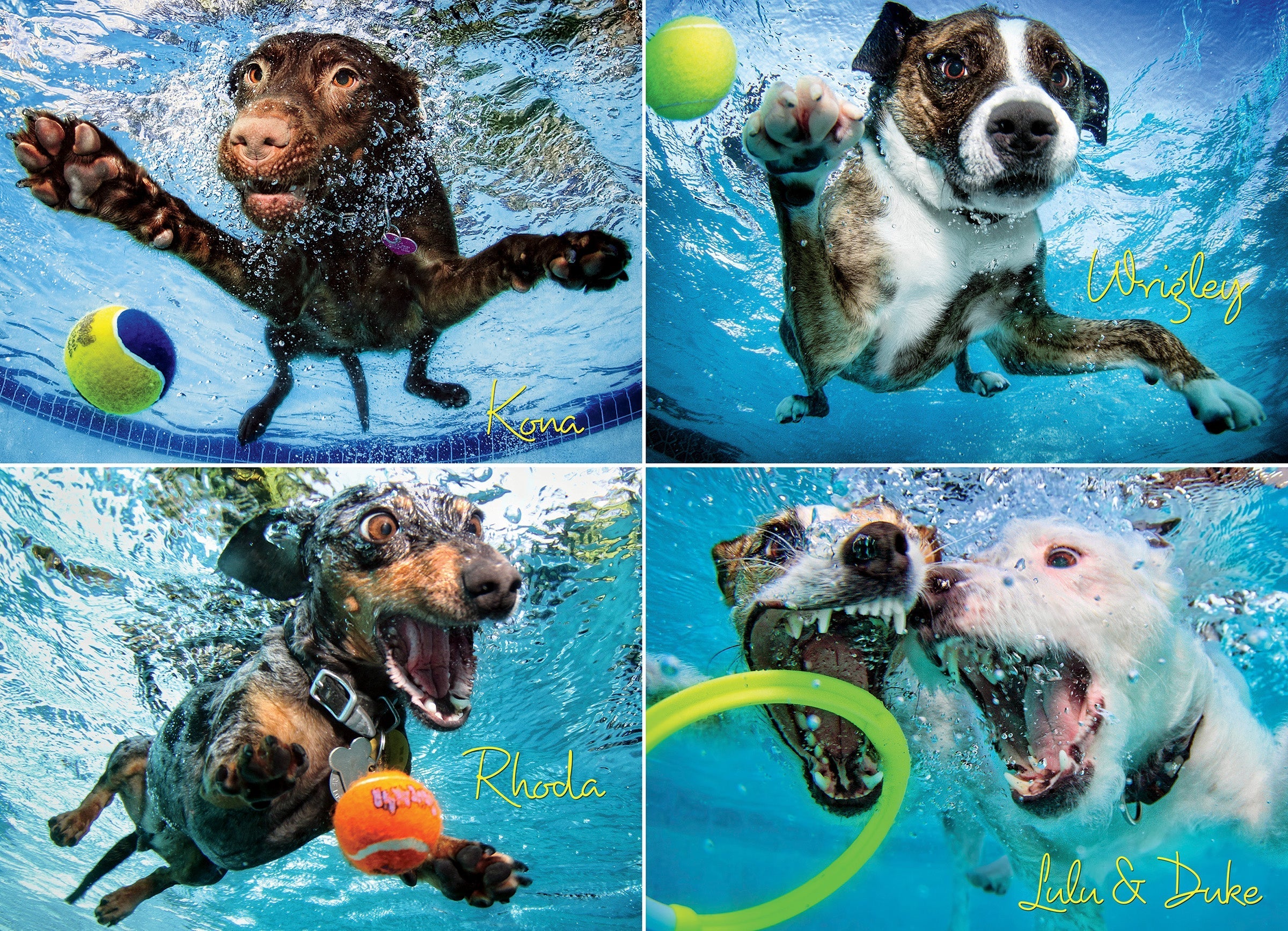 Underwater Dogs 2 1000 Piece - Jigsaw Puzzle