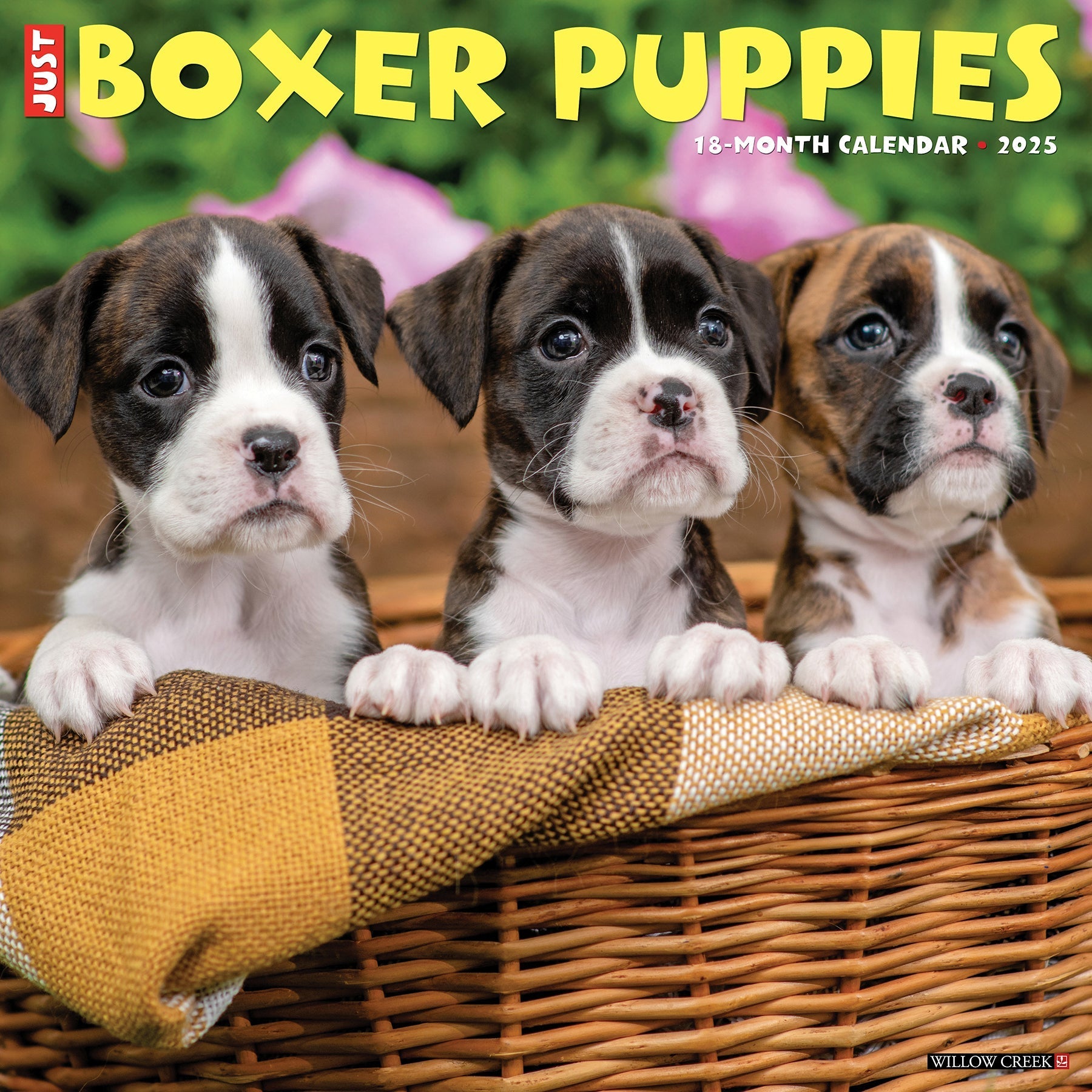 2025 Boxer Puppies - Square Wall Calendar (US Only)