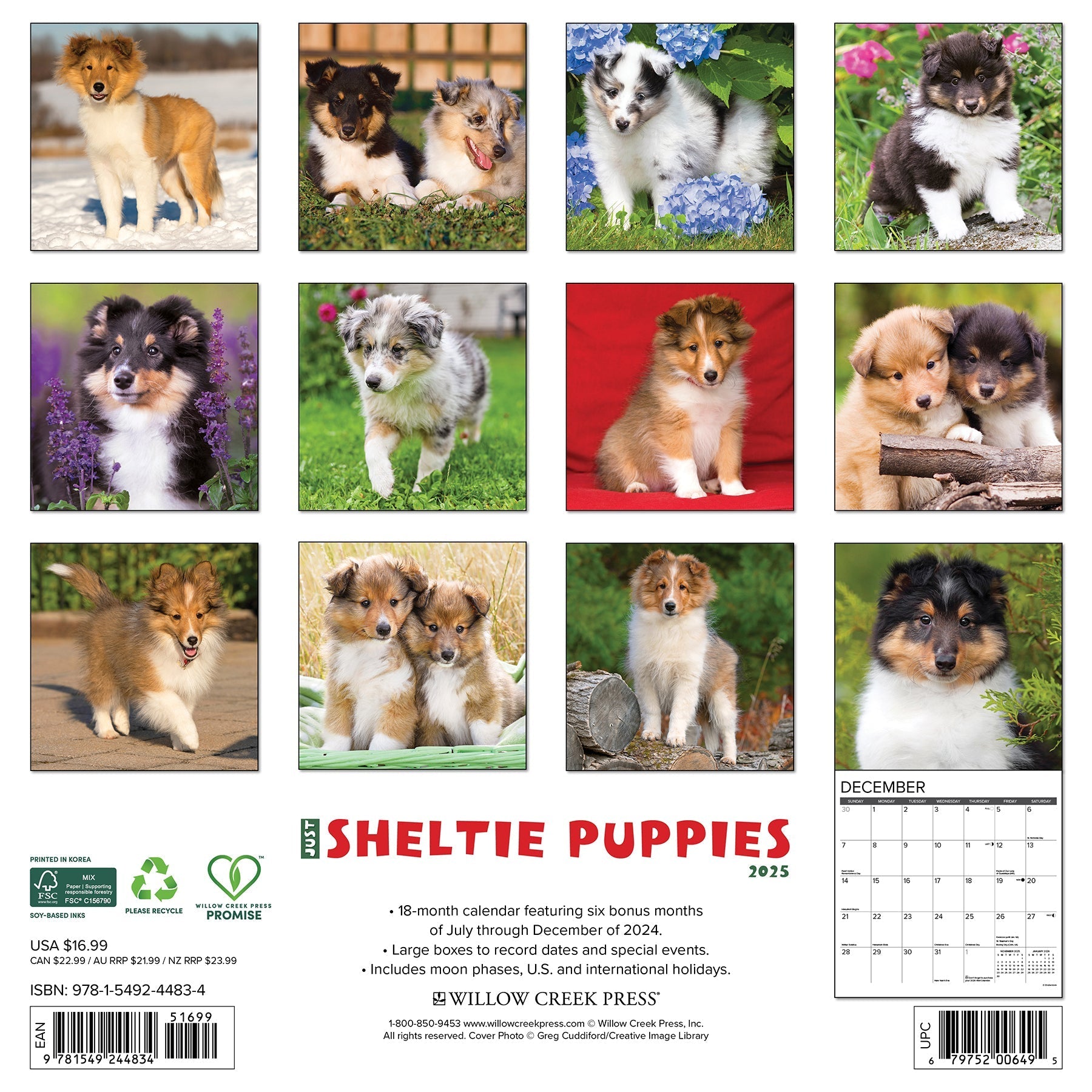 2025 Sheltie Puppies - Square Wall Calendar (US Only)