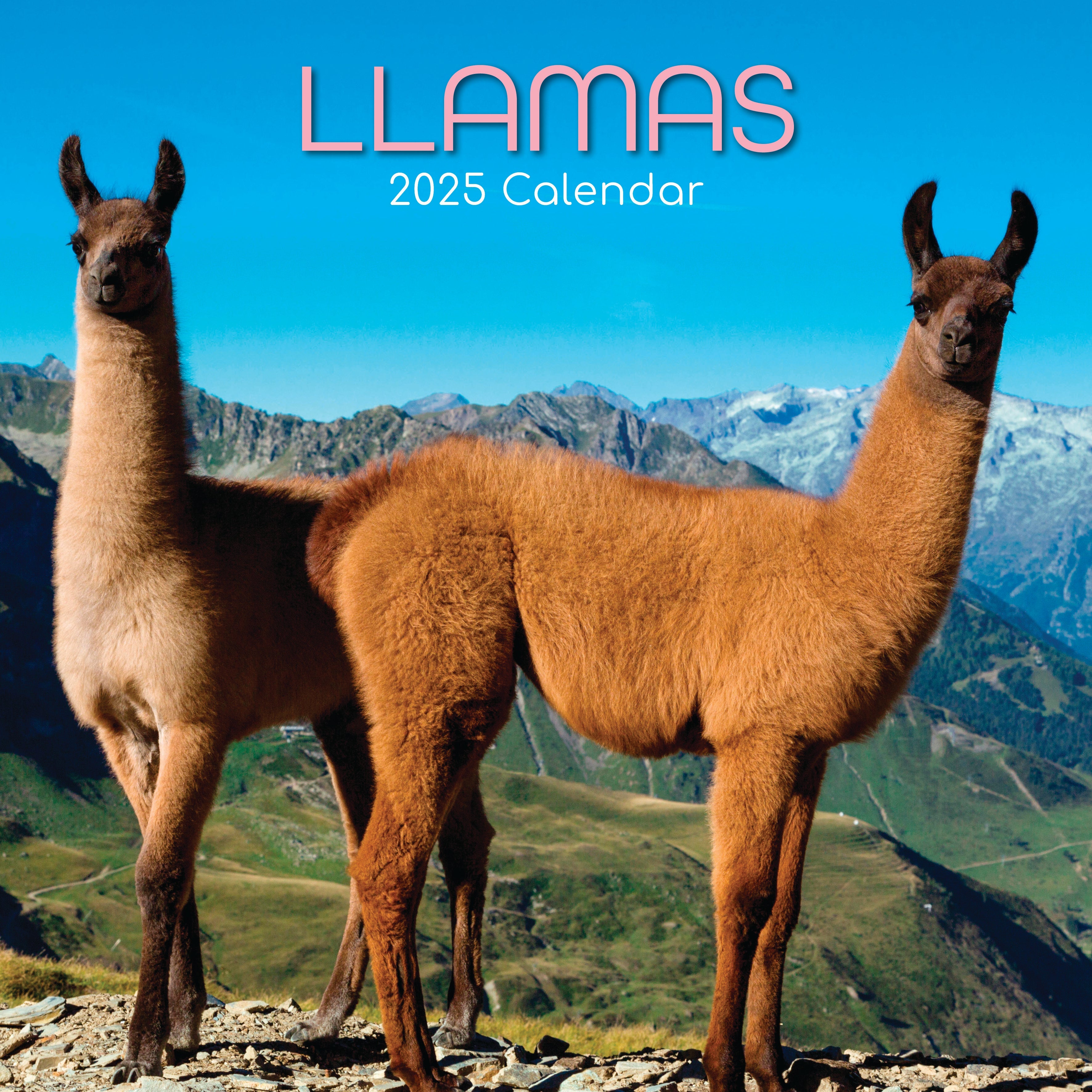 2025 Llamas - Square Wall Calendar