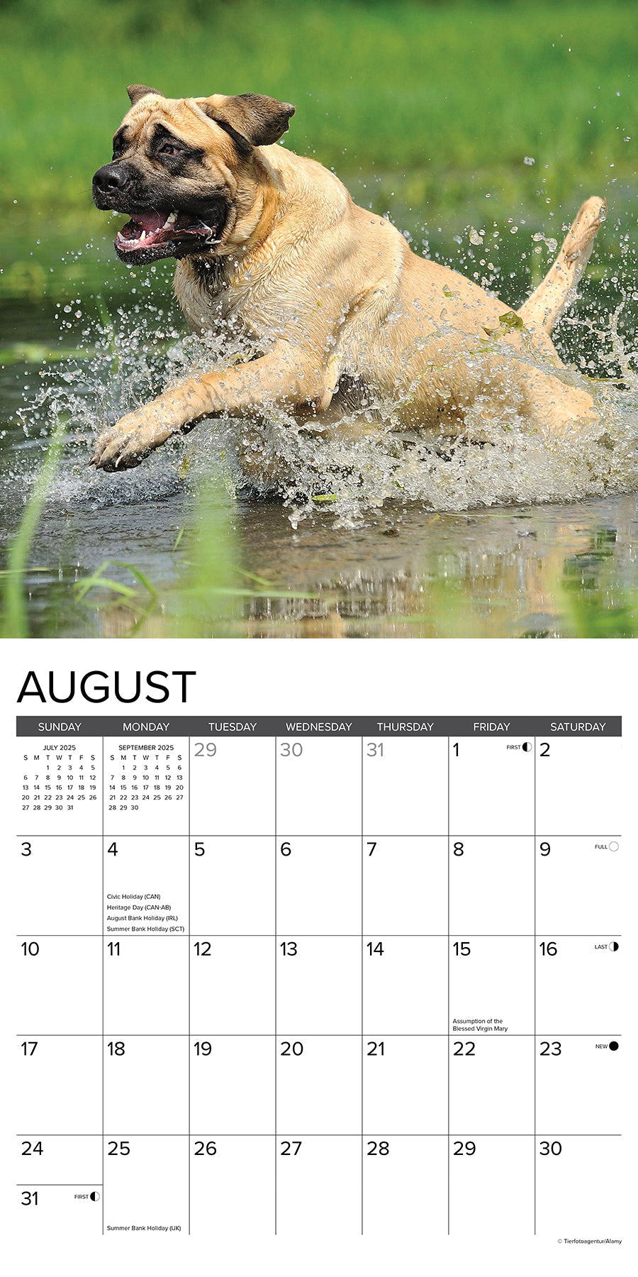 2025 Mastiffs - Square Wall Calendar (US Only)