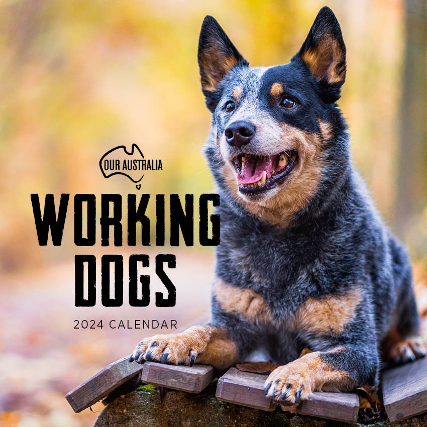2024 Our Australia Working Dogs - Square Wall Calendar