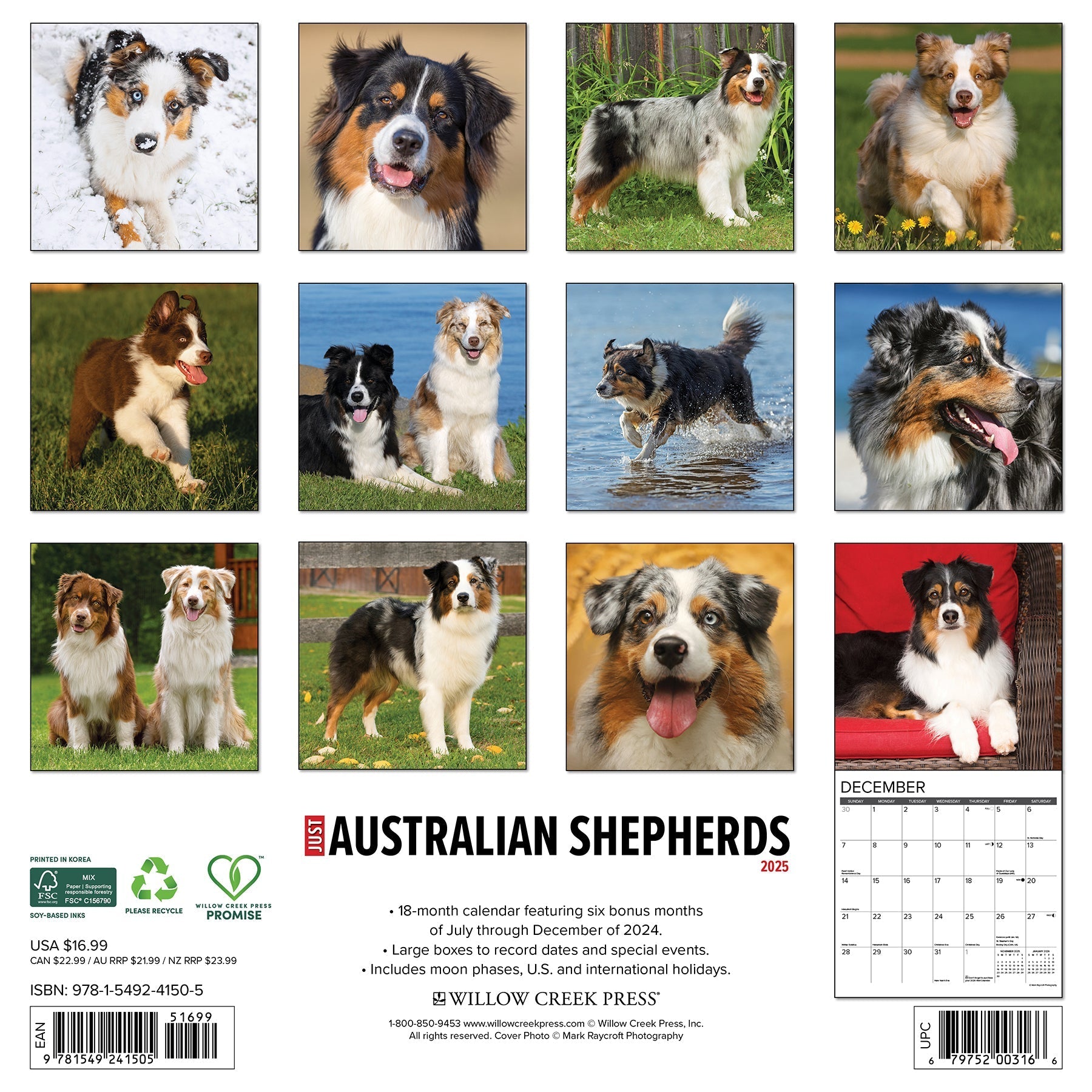 2025 Australian Shepherds - Square Wall Calendar (US Only)