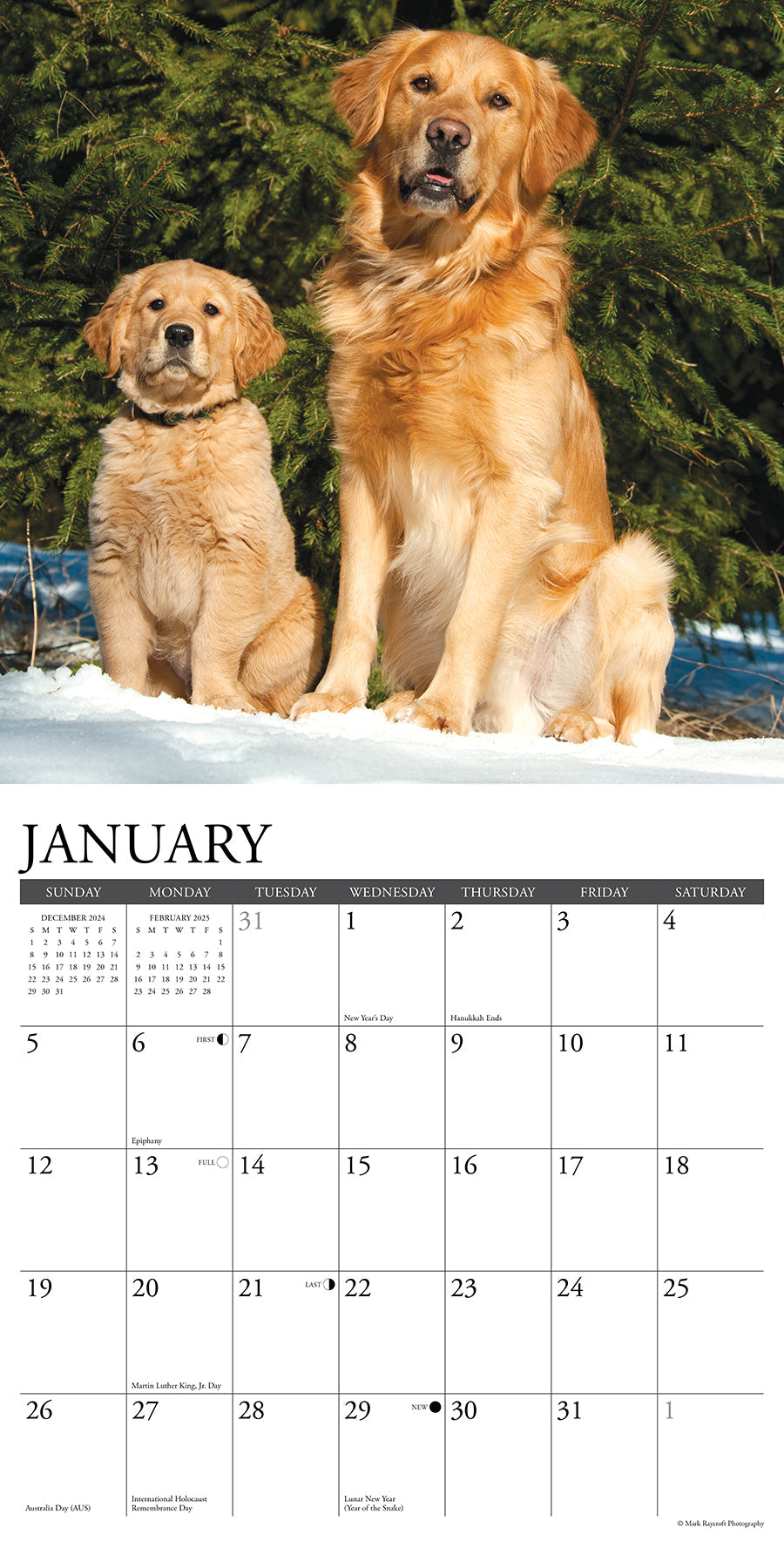 2025 Goldens - Square Wall Calendar (US Only)