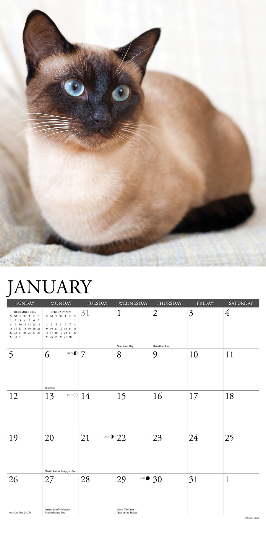 2025 Siamese Cats - Square Wall Calendar (US Only)