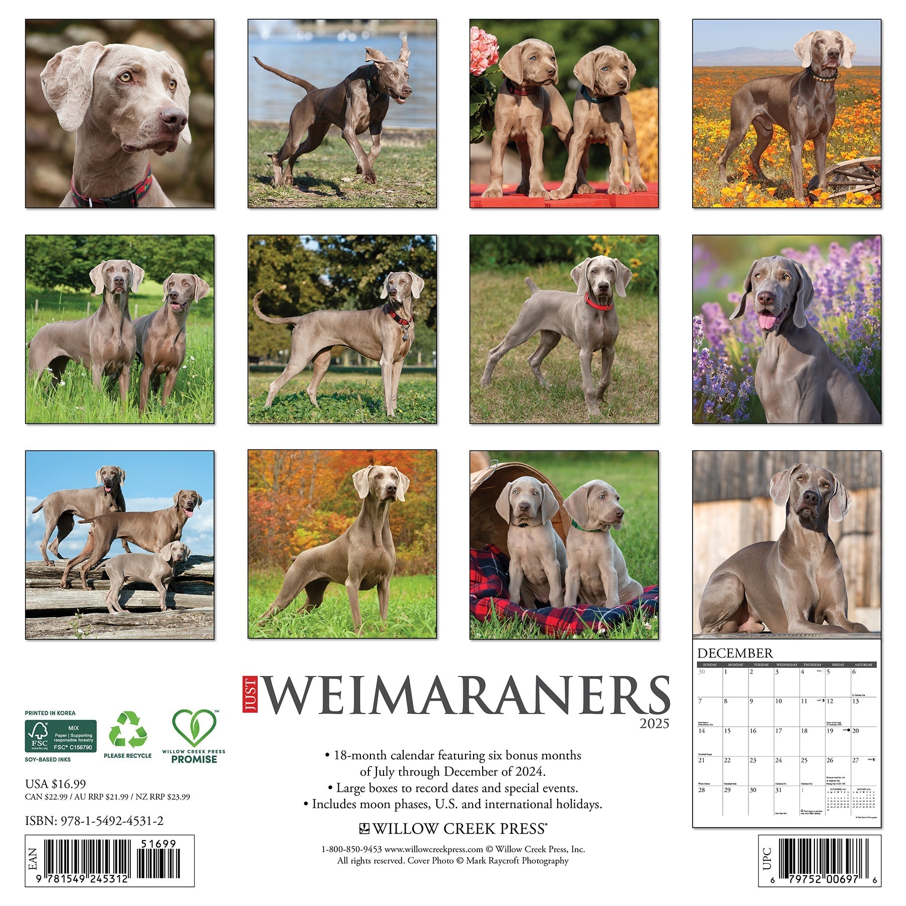 2025 Weimaraners - Square Wall Calendar (US Only)