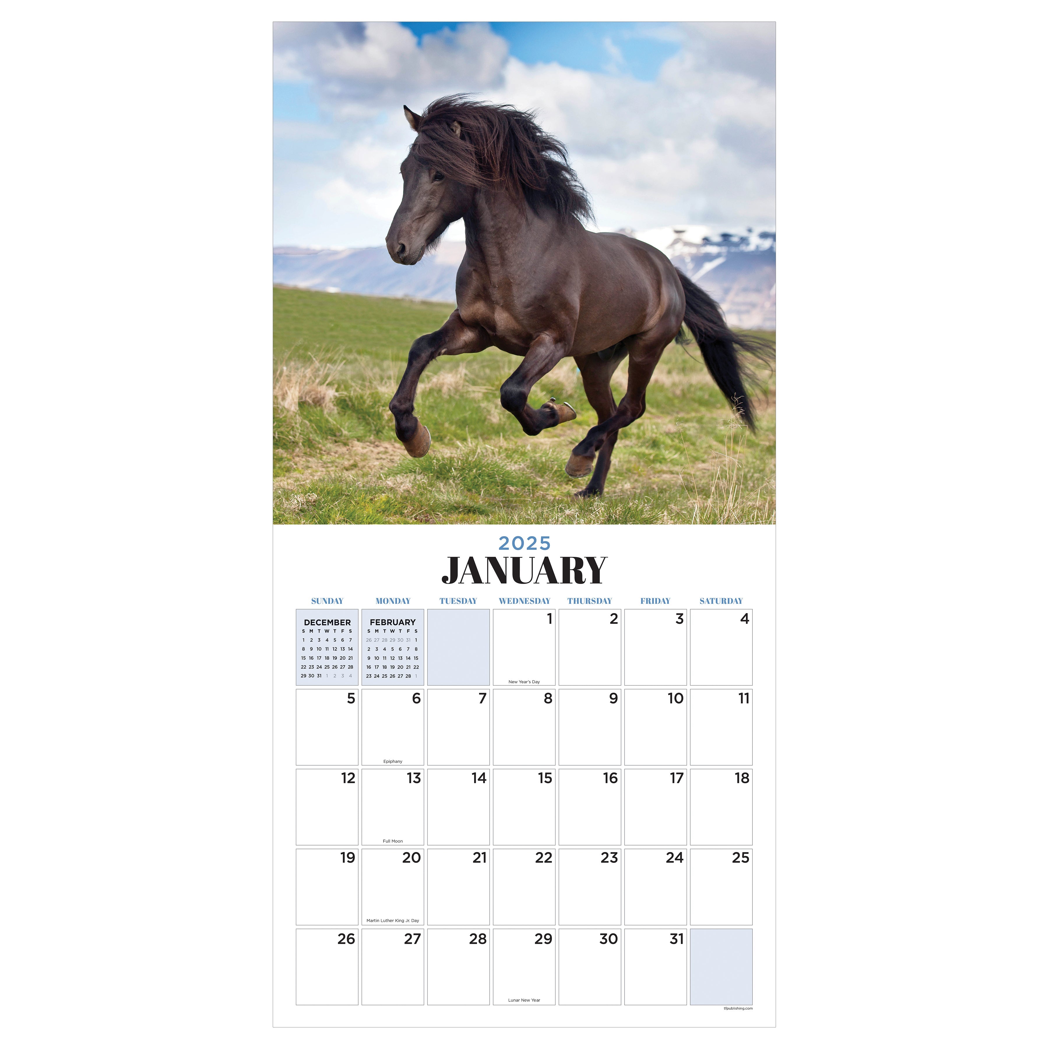 2025 Horses by TF - Square Wall Calendar