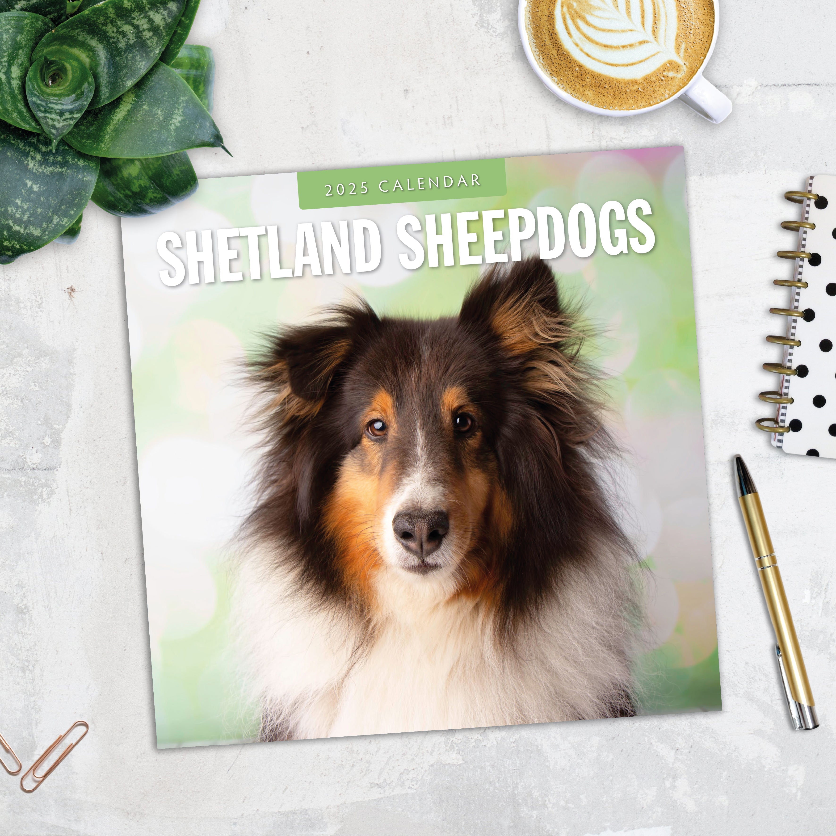 2025 Shetland Sheepdogs - Square Wall Calendar