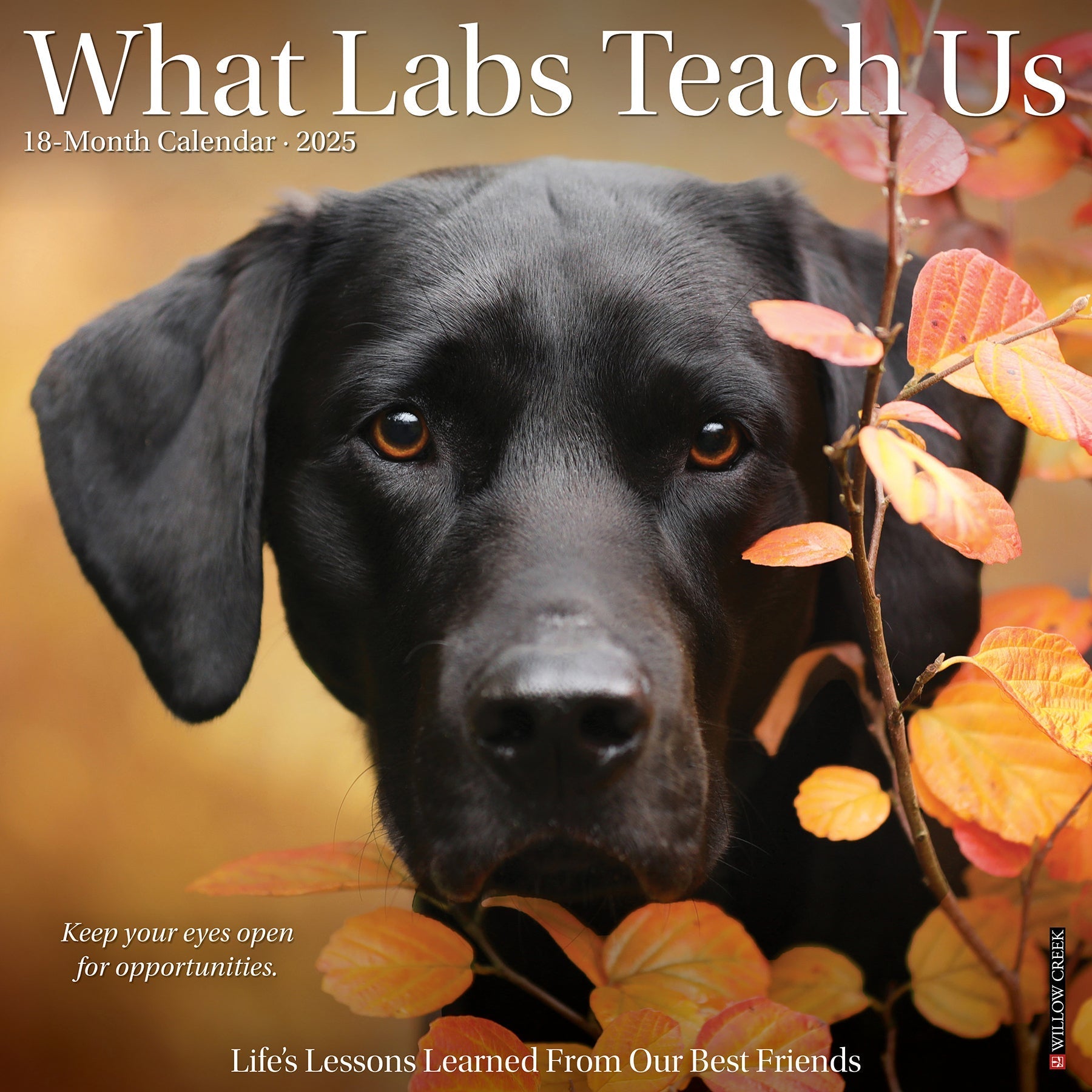 2025 What Labs Teach Us - Square Wall Calendar (US Only)