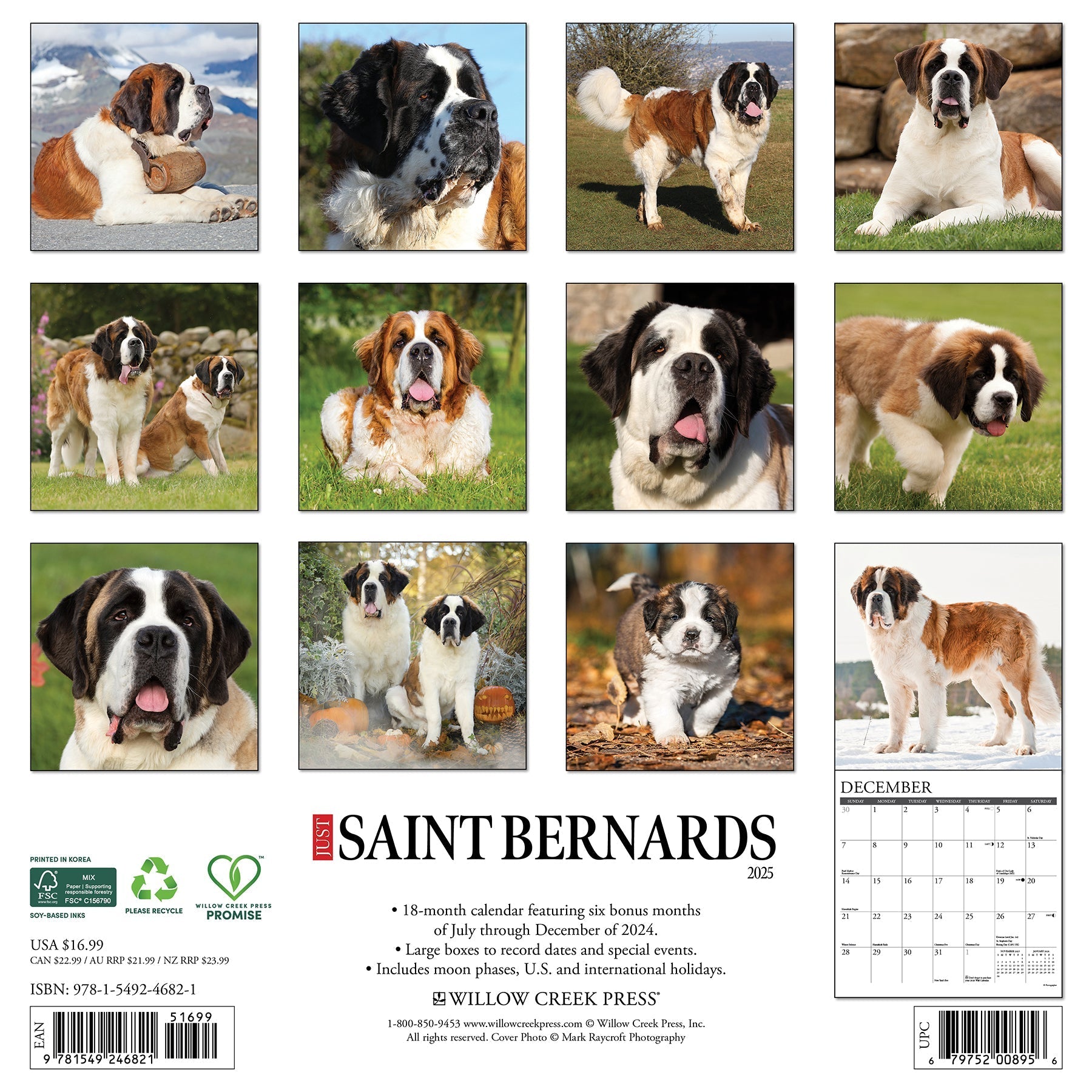 2025 Saint Bernards - Square Wall Calendar (US Only)