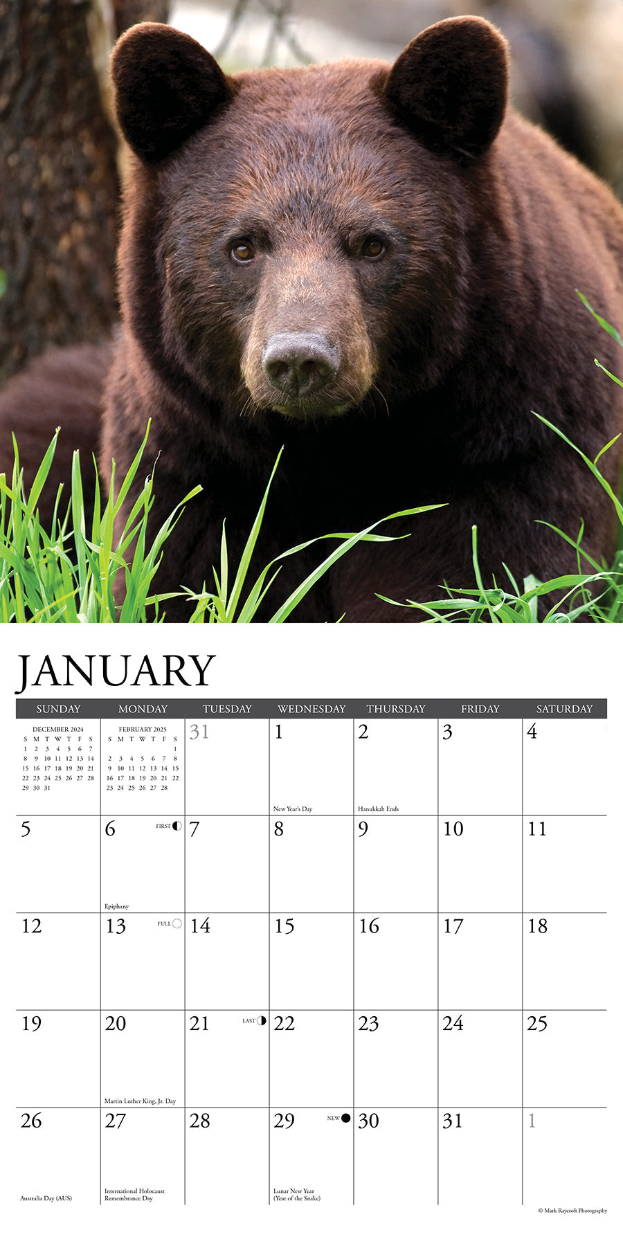 2025 Black Bears - Square Wall Calendar (US Only)