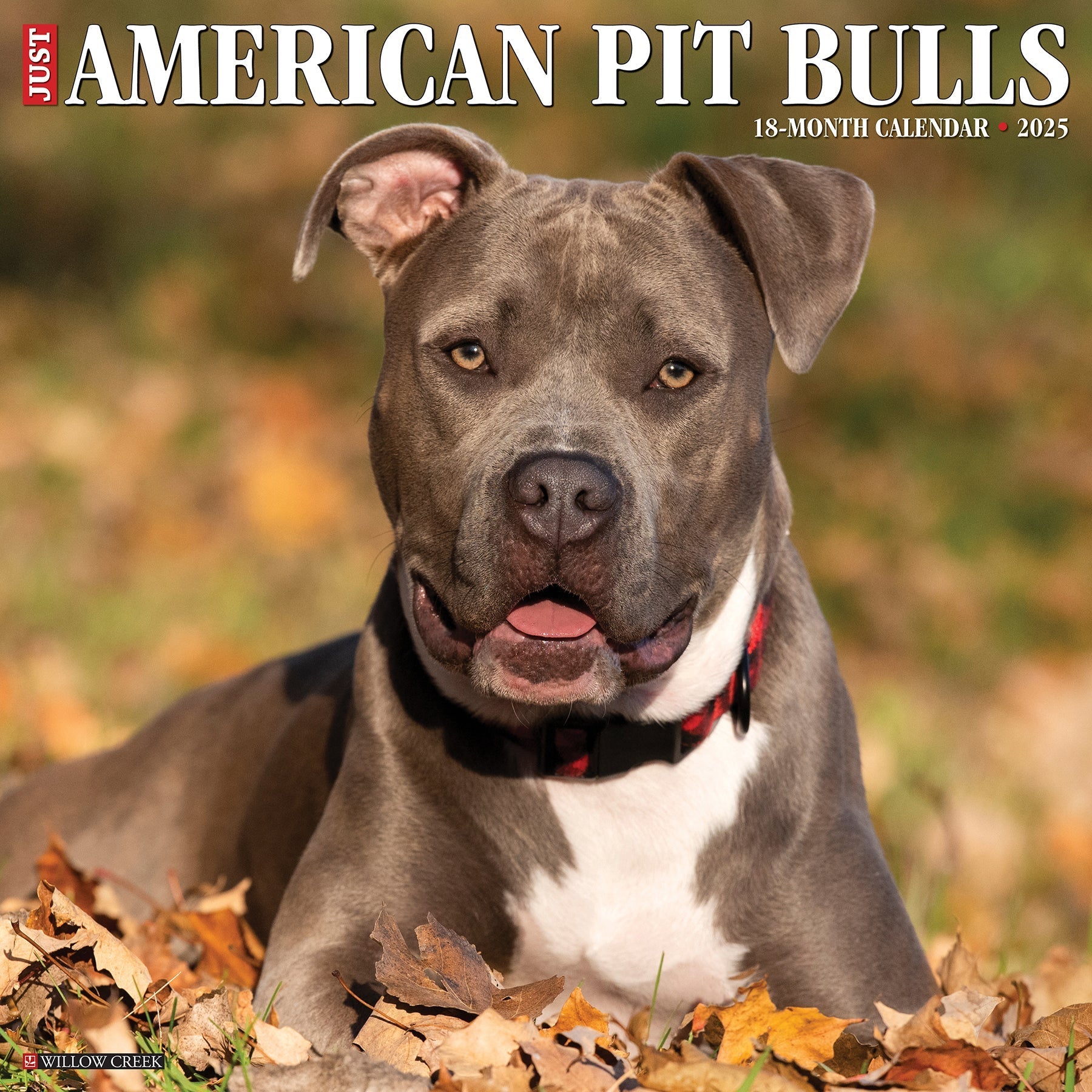2025 American Pit Bull Terriers - Square Wall Calendar (US Only)