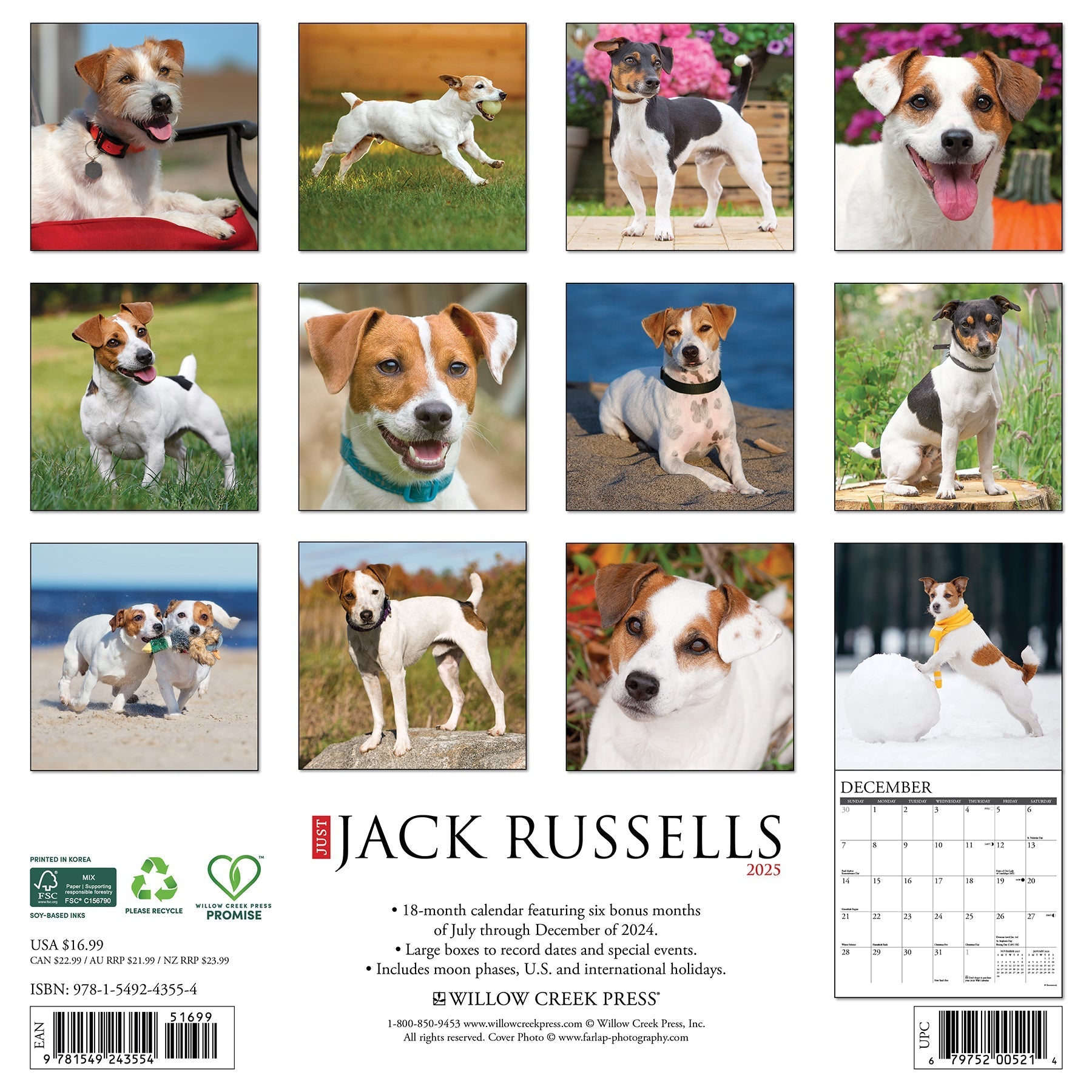 2025 Jack Russells - Square Wall Calendar (US Only)