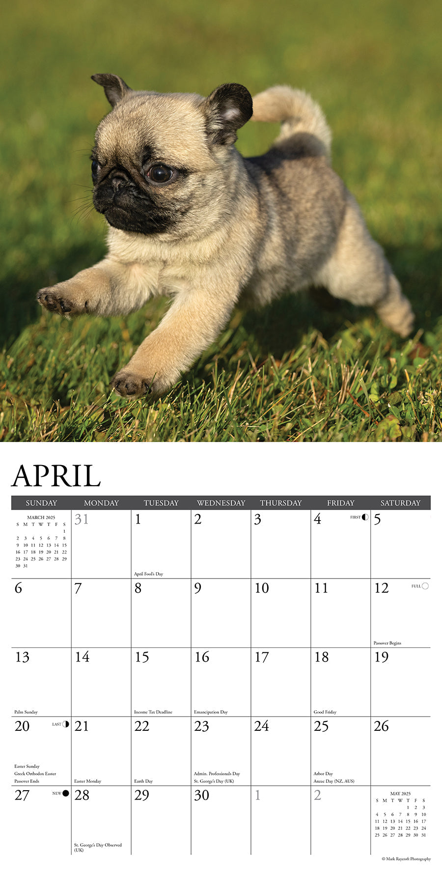 2025 Pug Puppies - Square Wall Calendar (US Only)