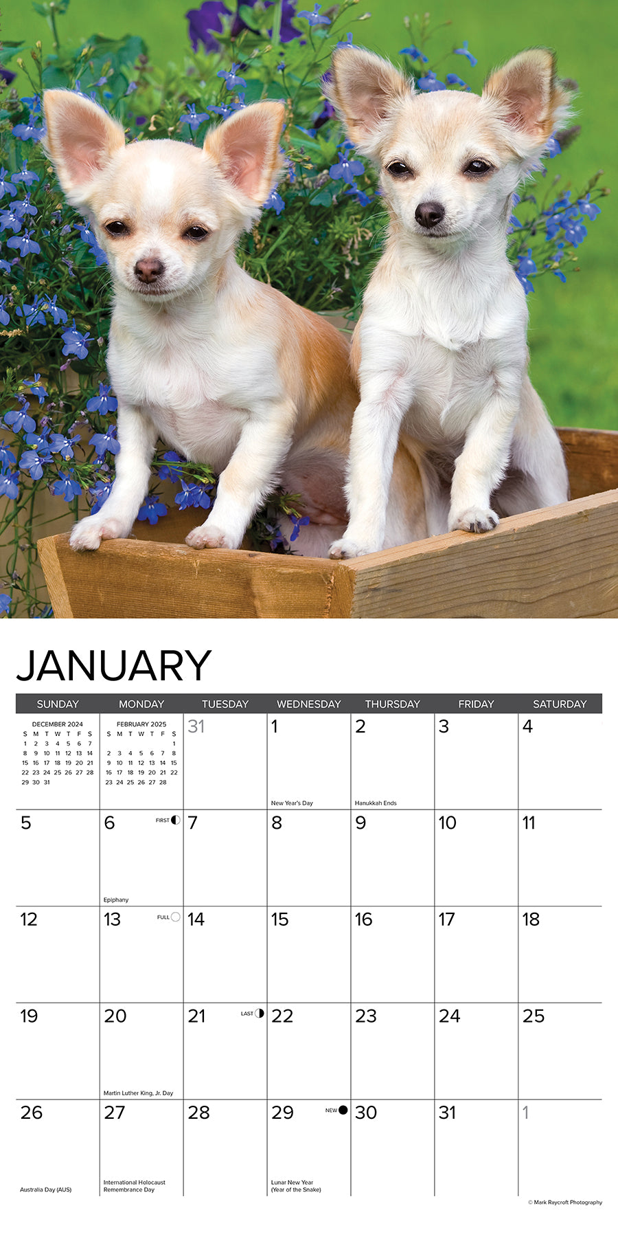 2025 Chihuahua Puppies - Square Wall Calendar (US Only)