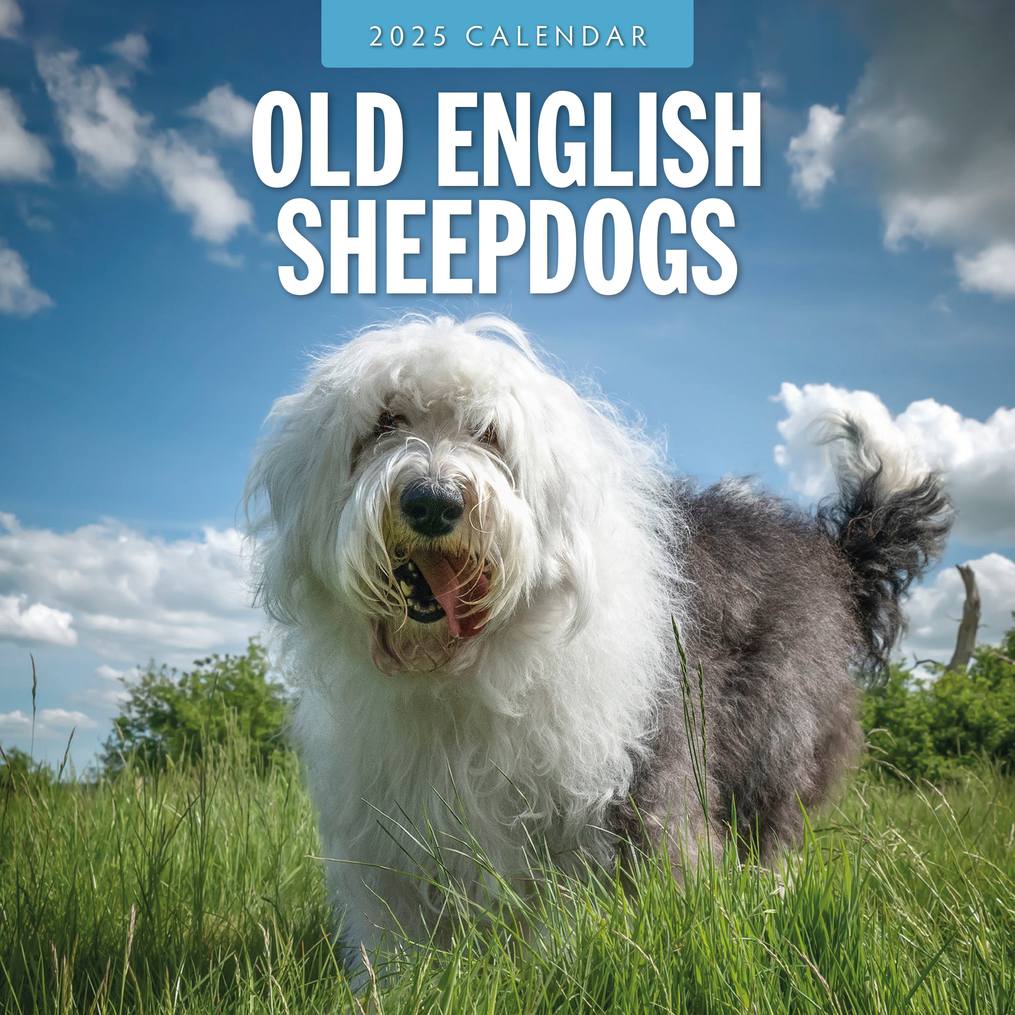2025 Old English Sheepdogs - Square Wall Calendar