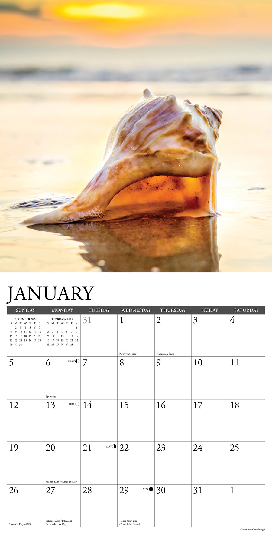 2025 Seashells - Square Wall Calendar (US Only)