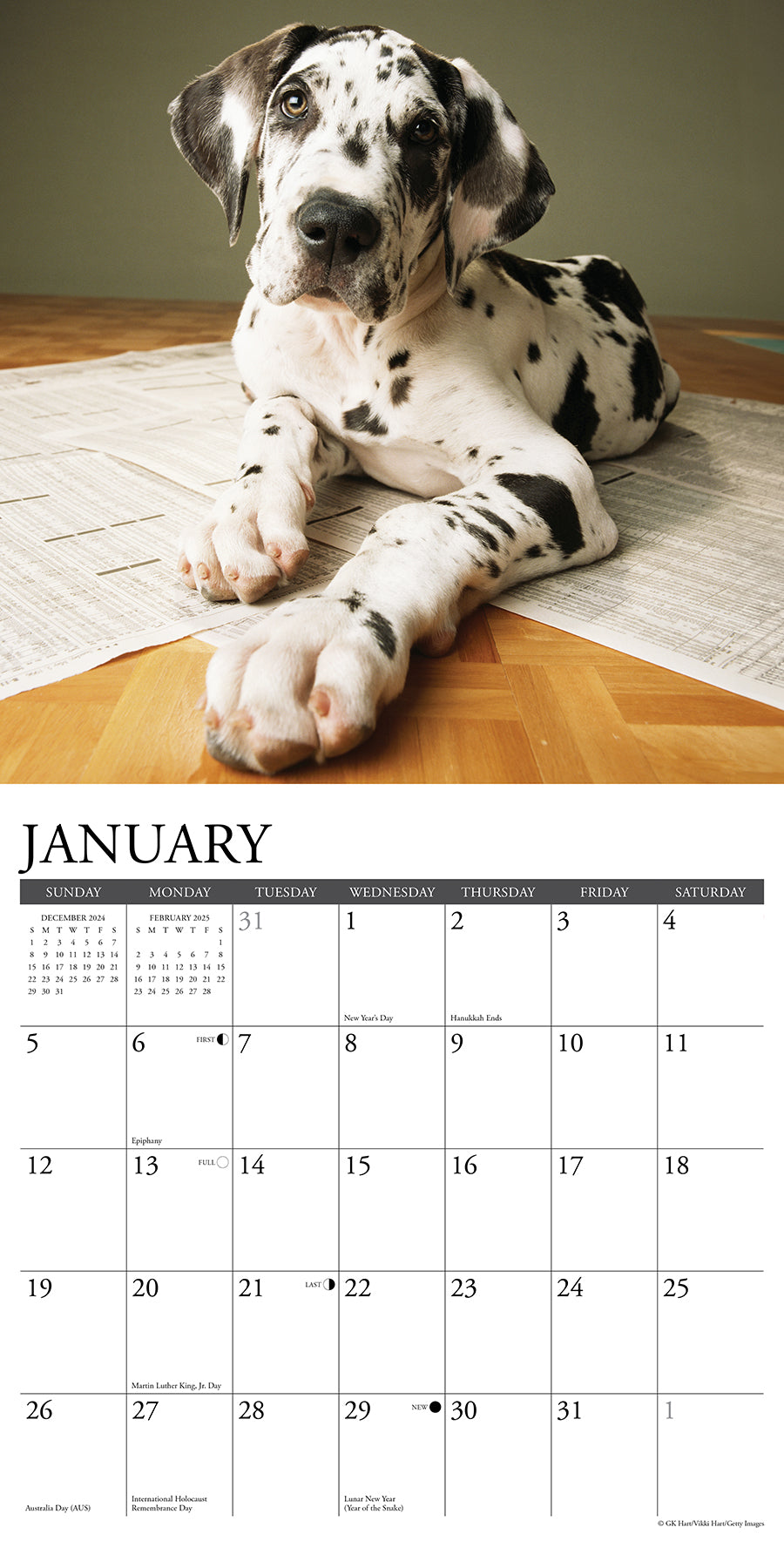 2025 Great Dane Puppies - Square Wall Calendar (US Only)