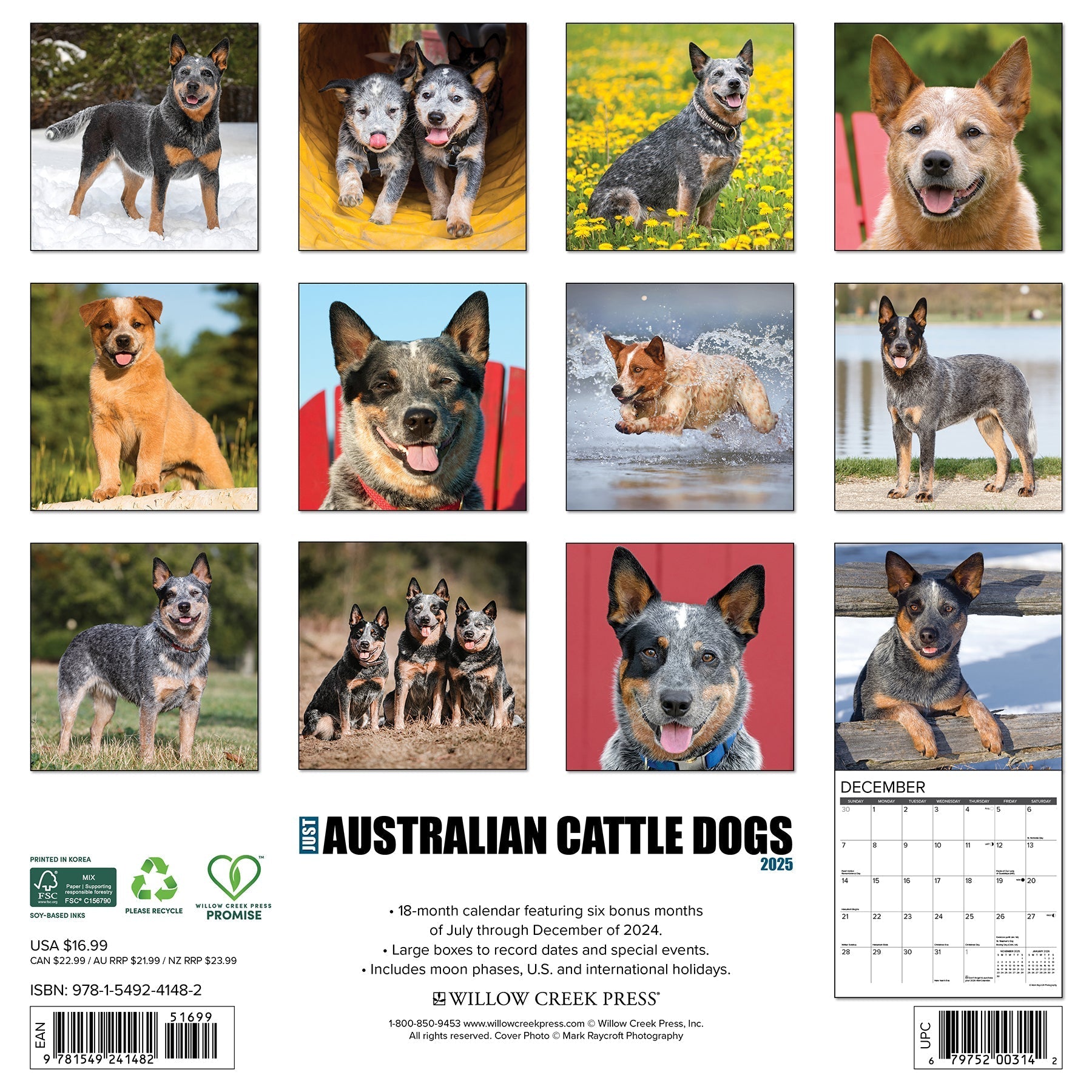 2025 Australian Cattle Dogs - Square Wall Calendar (US Only)