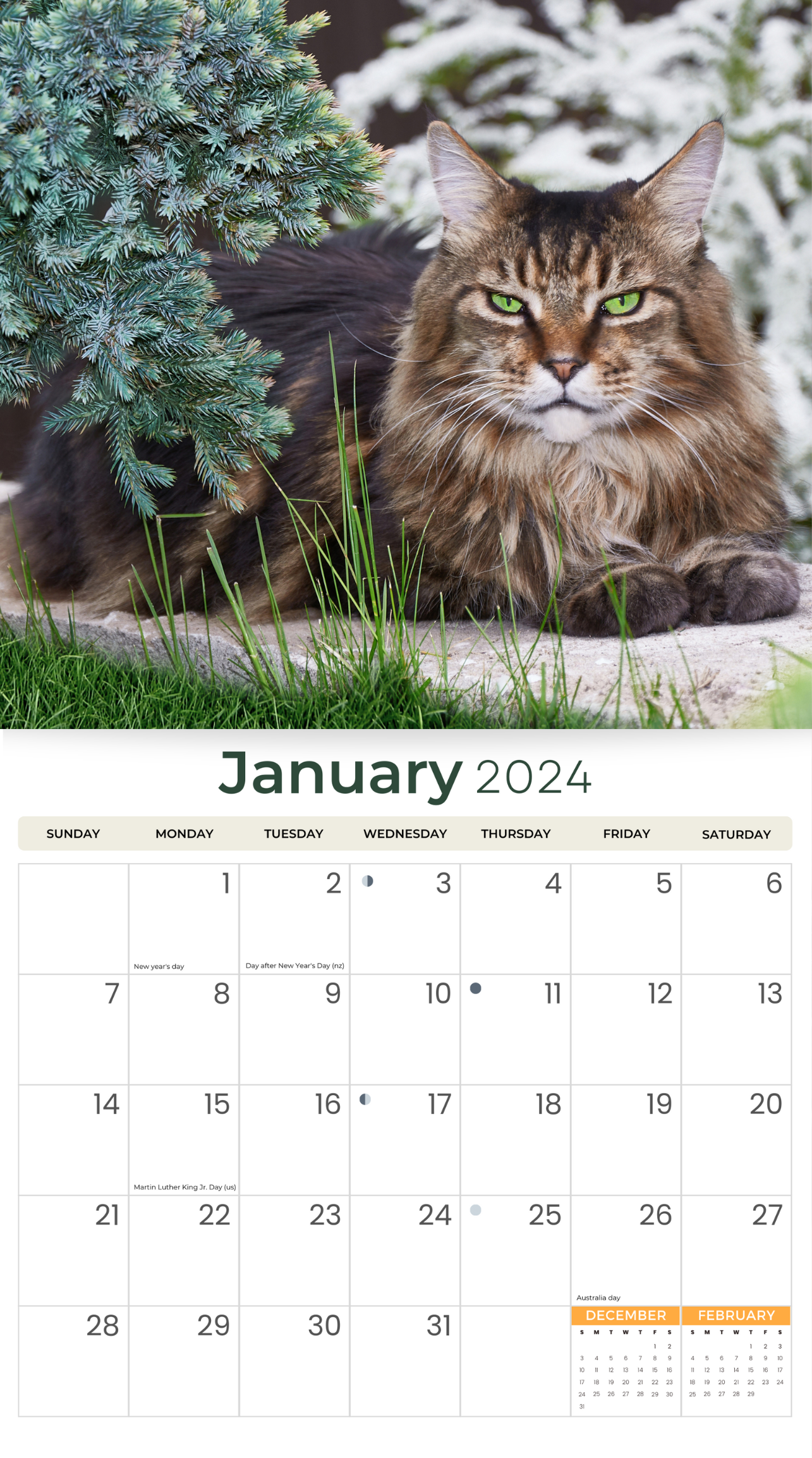 2024 Maine Coon Cats & Kittens - Deluxe Wall Calendar by Just Calendars - 16 Month - Plastic Free